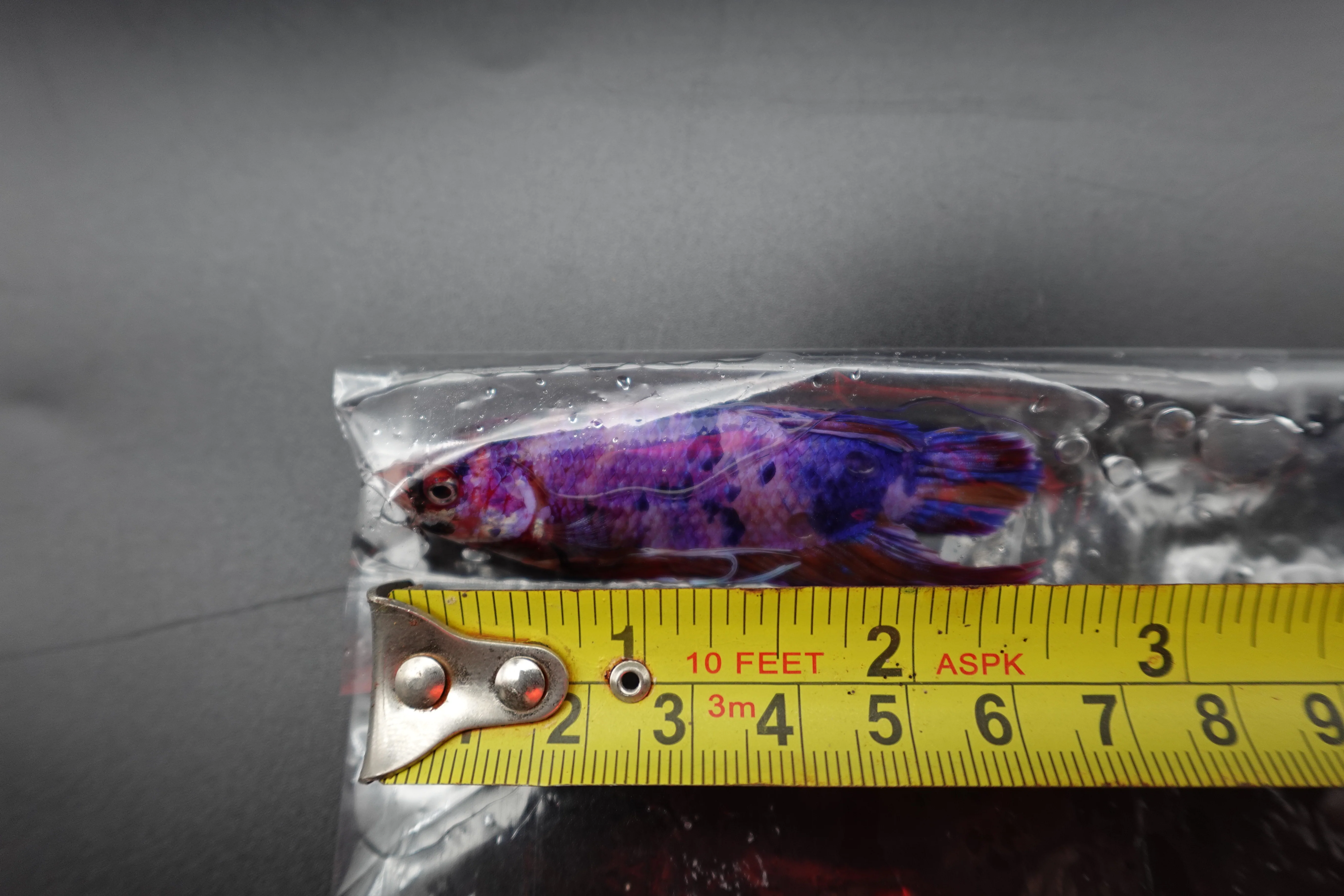 Rare Giant Multicolors Betta Fish (Male) - Image 4