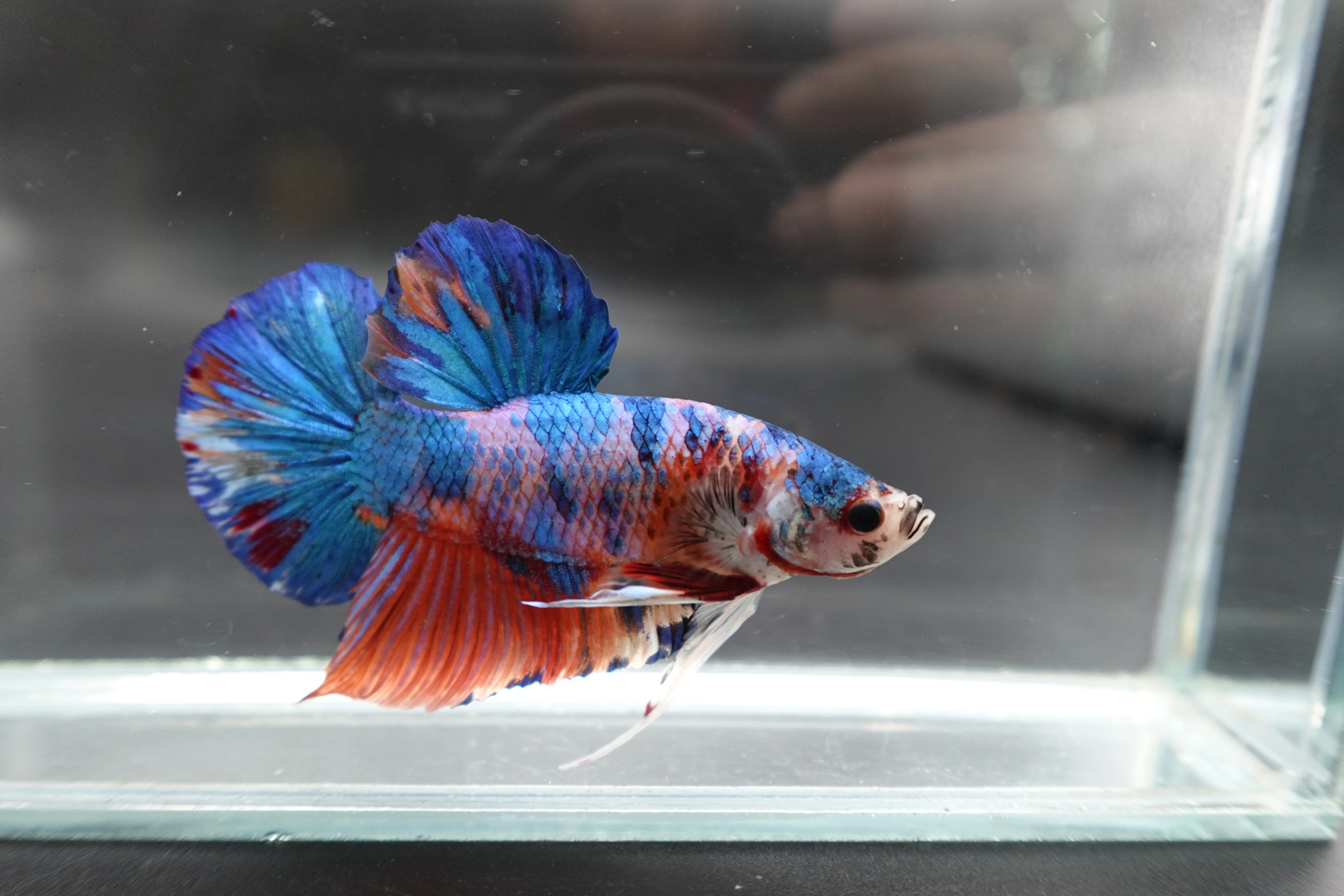 Rare Giant Multicolors Betta Fish (Male) - Image 2