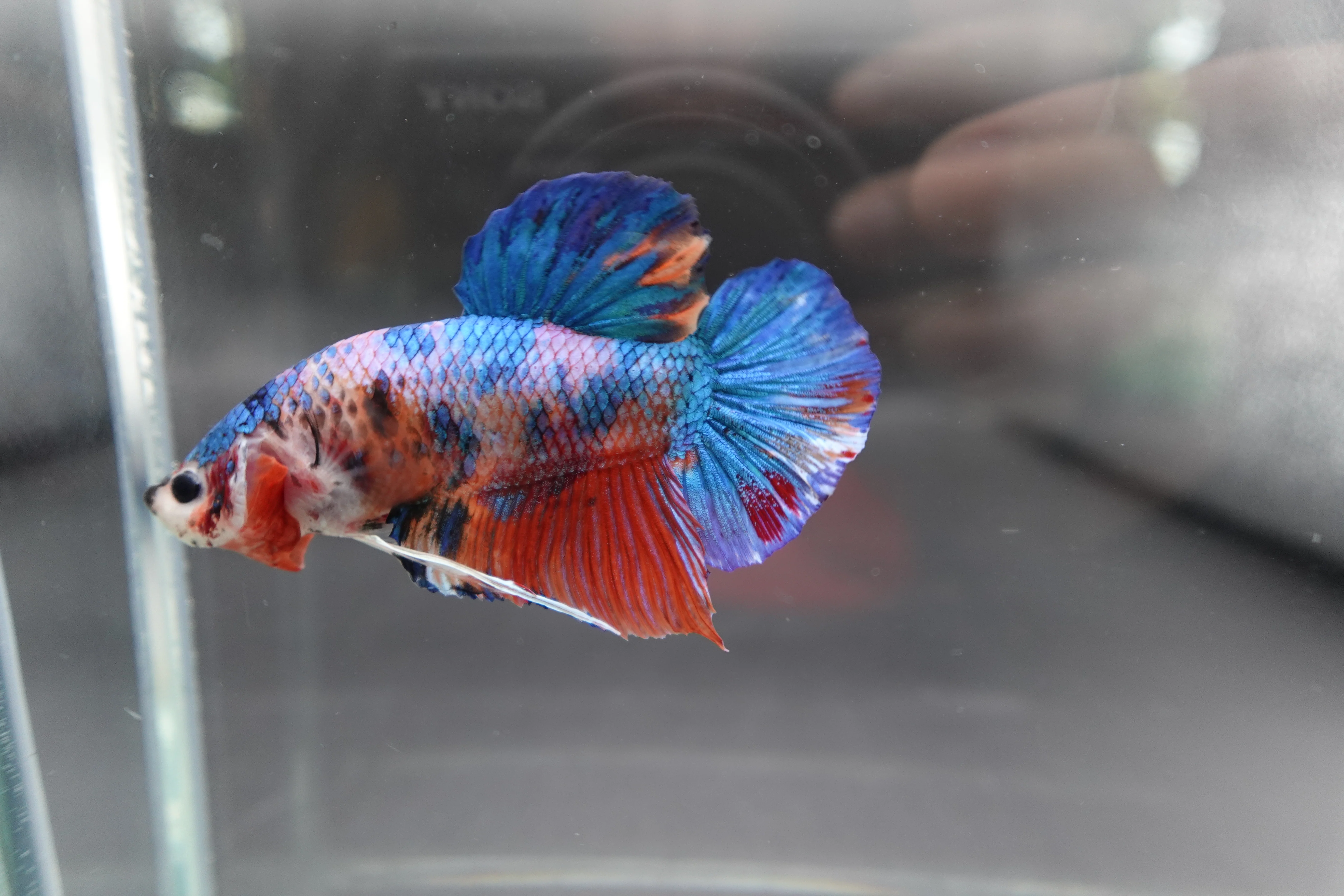 Rare Giant Multicolors Betta Fish (Male) - Image 3