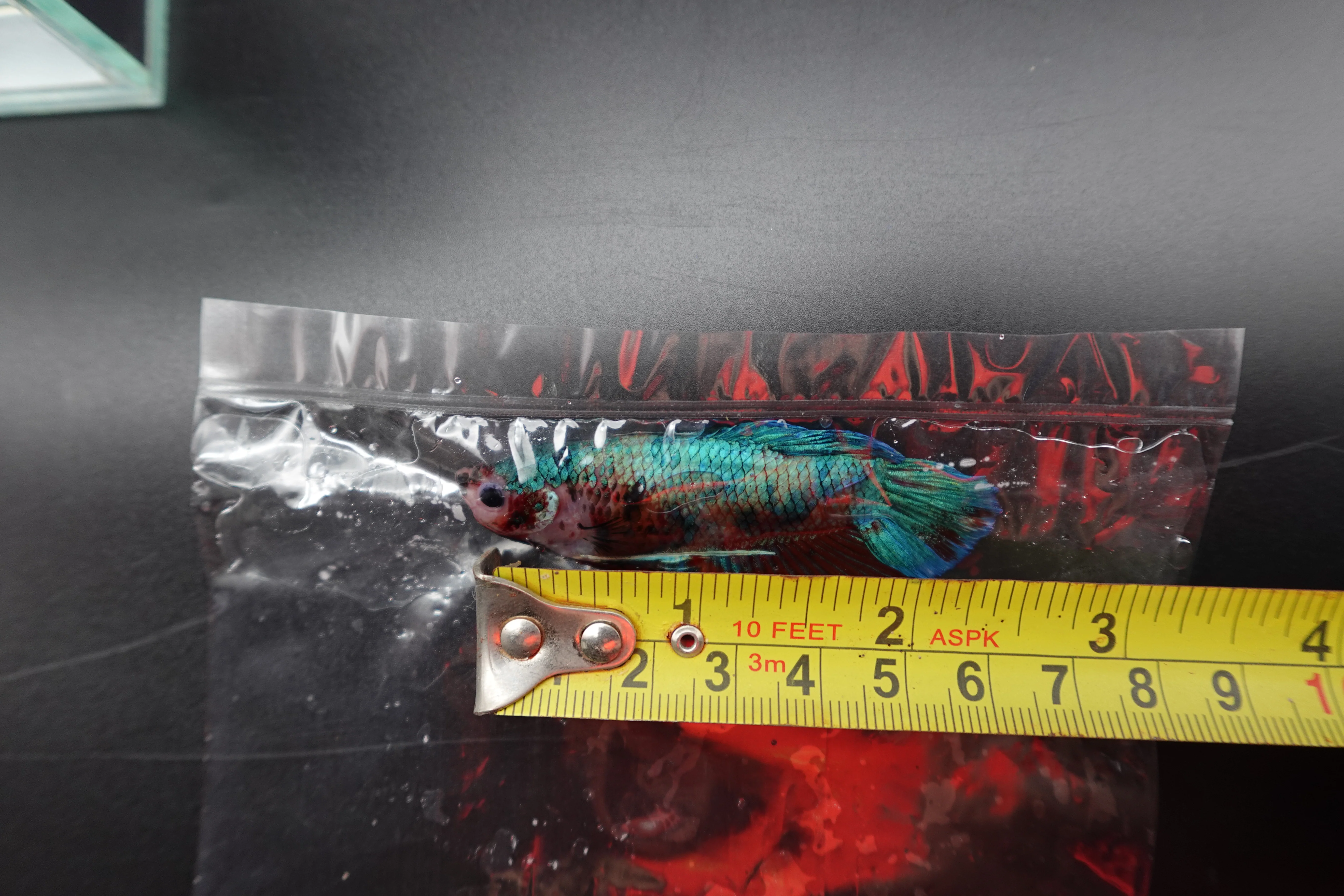 Rare Giant Multicolors Betta Fish (Male) - Image 4