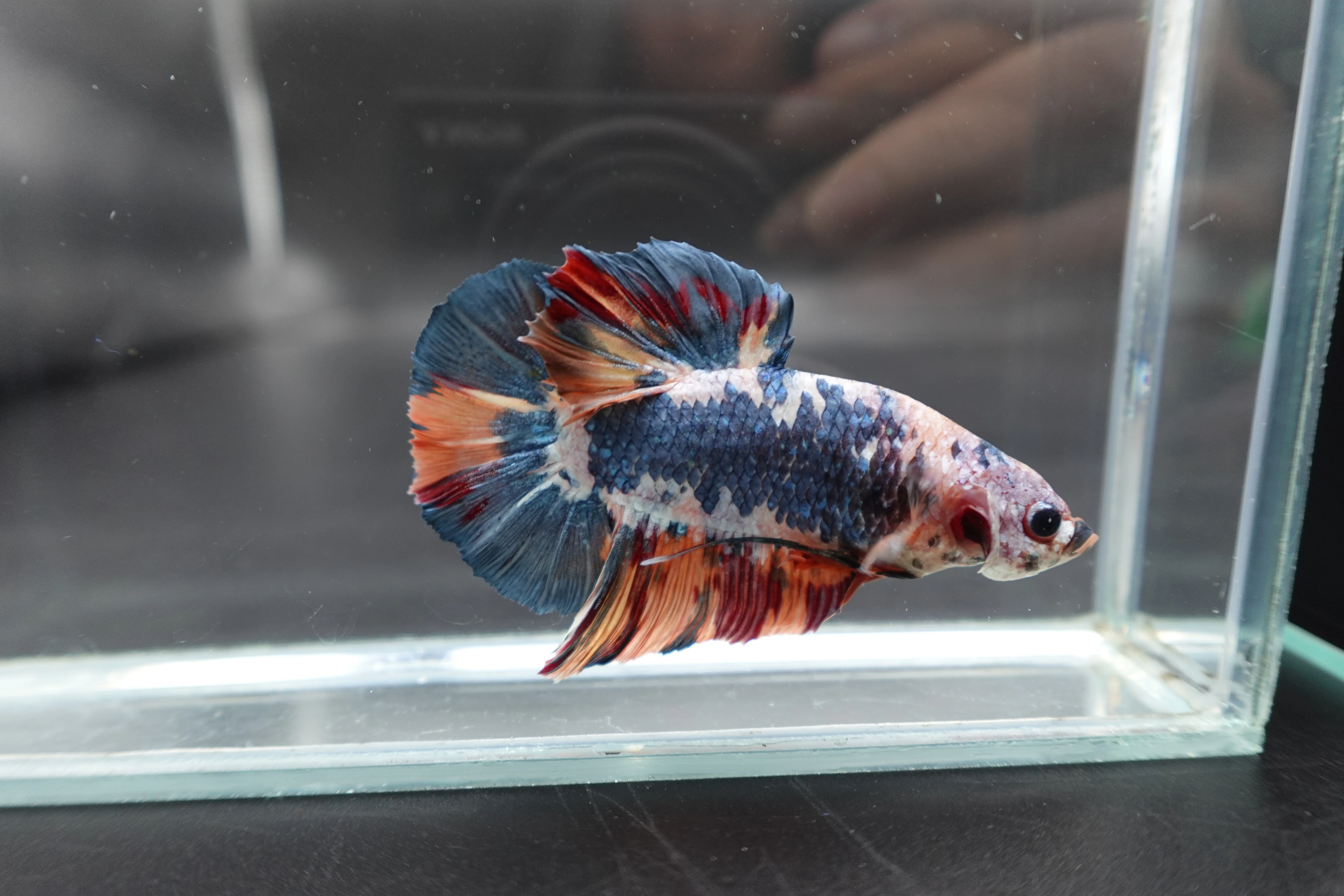 Rare Giant Multicolors Betta Fish (Male) - Image 2