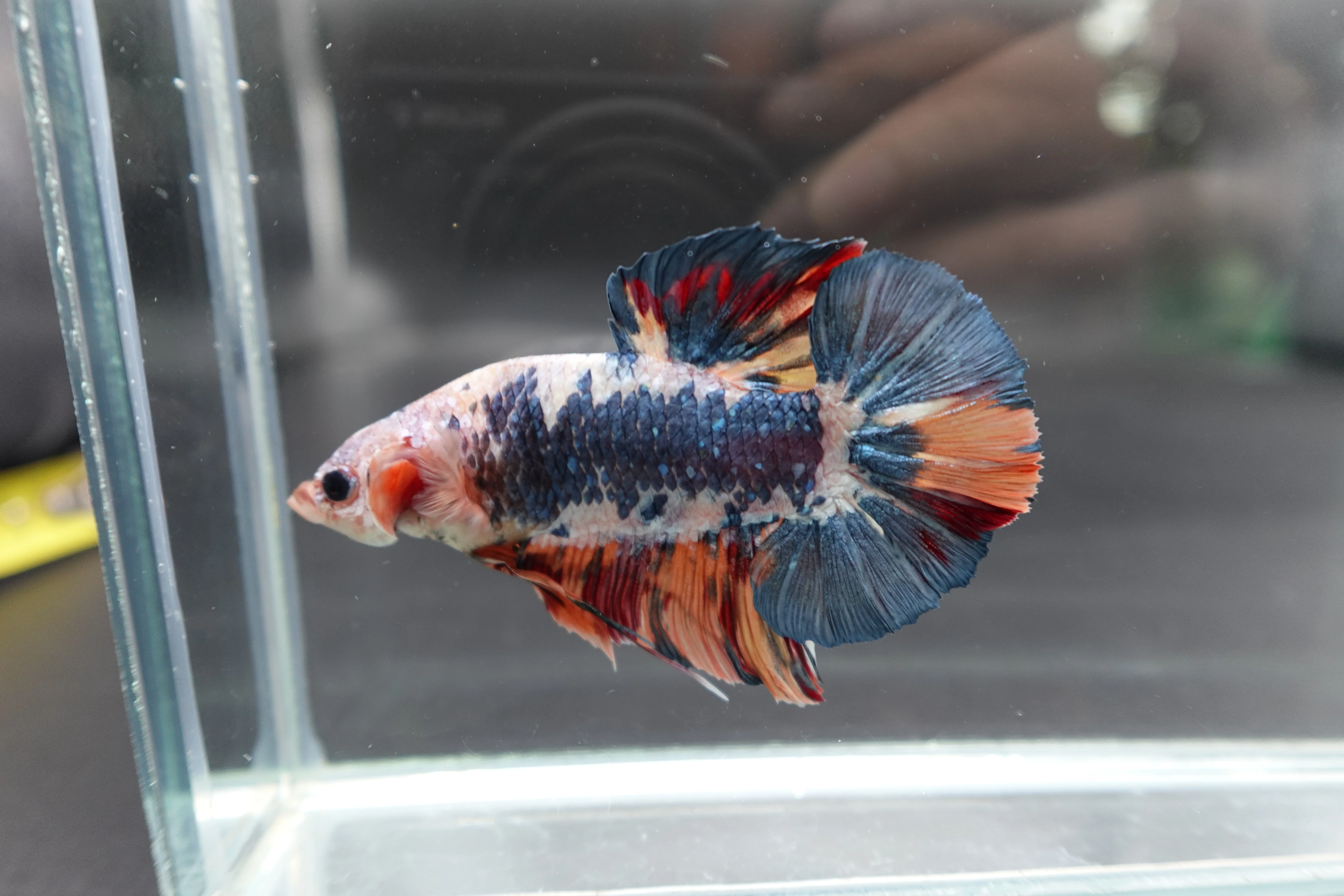 Rare Giant Multicolors Betta Fish (Male) - Image 3