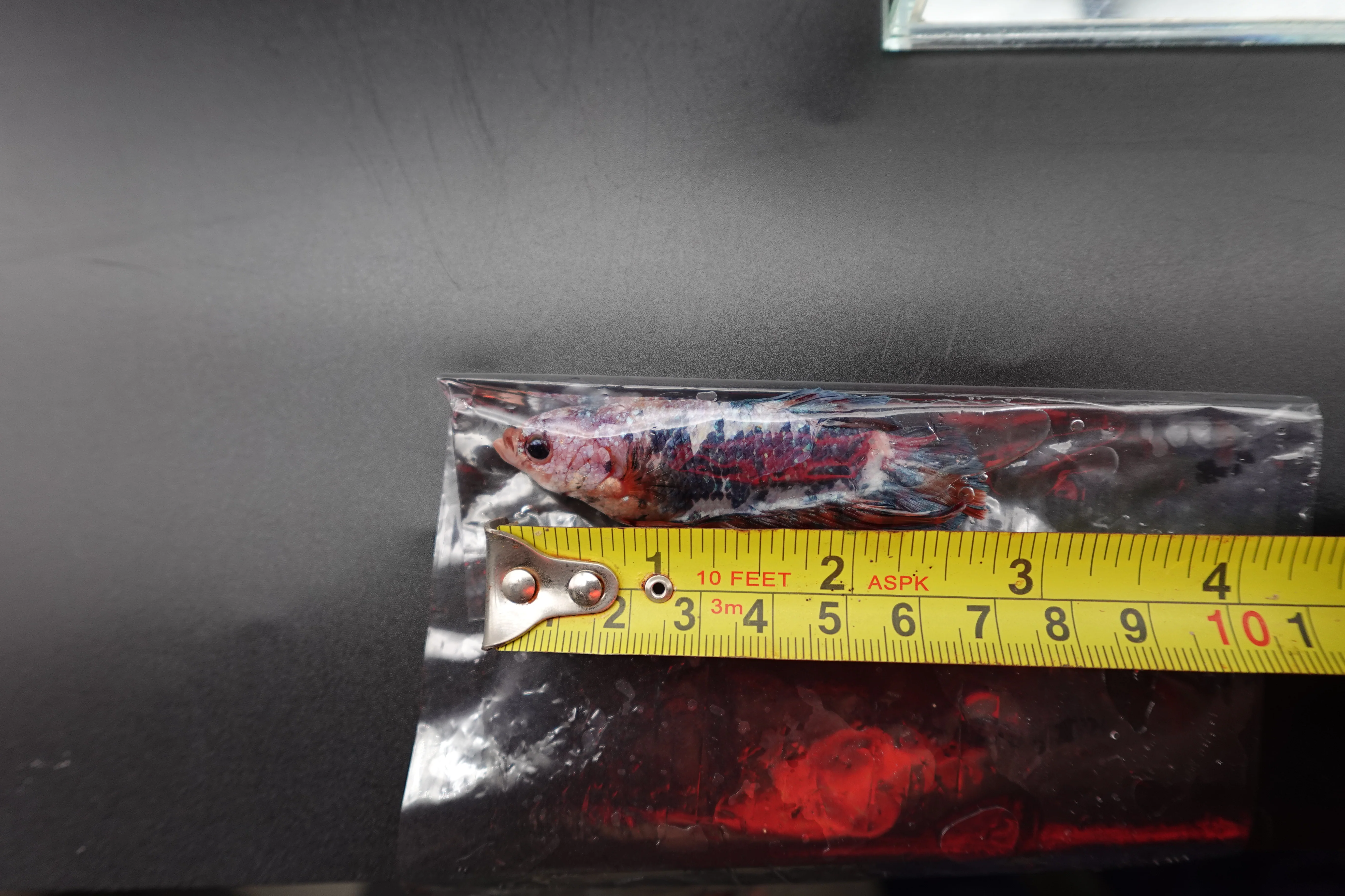 Rare Giant Multicolors Betta Fish (Male) - Image 4