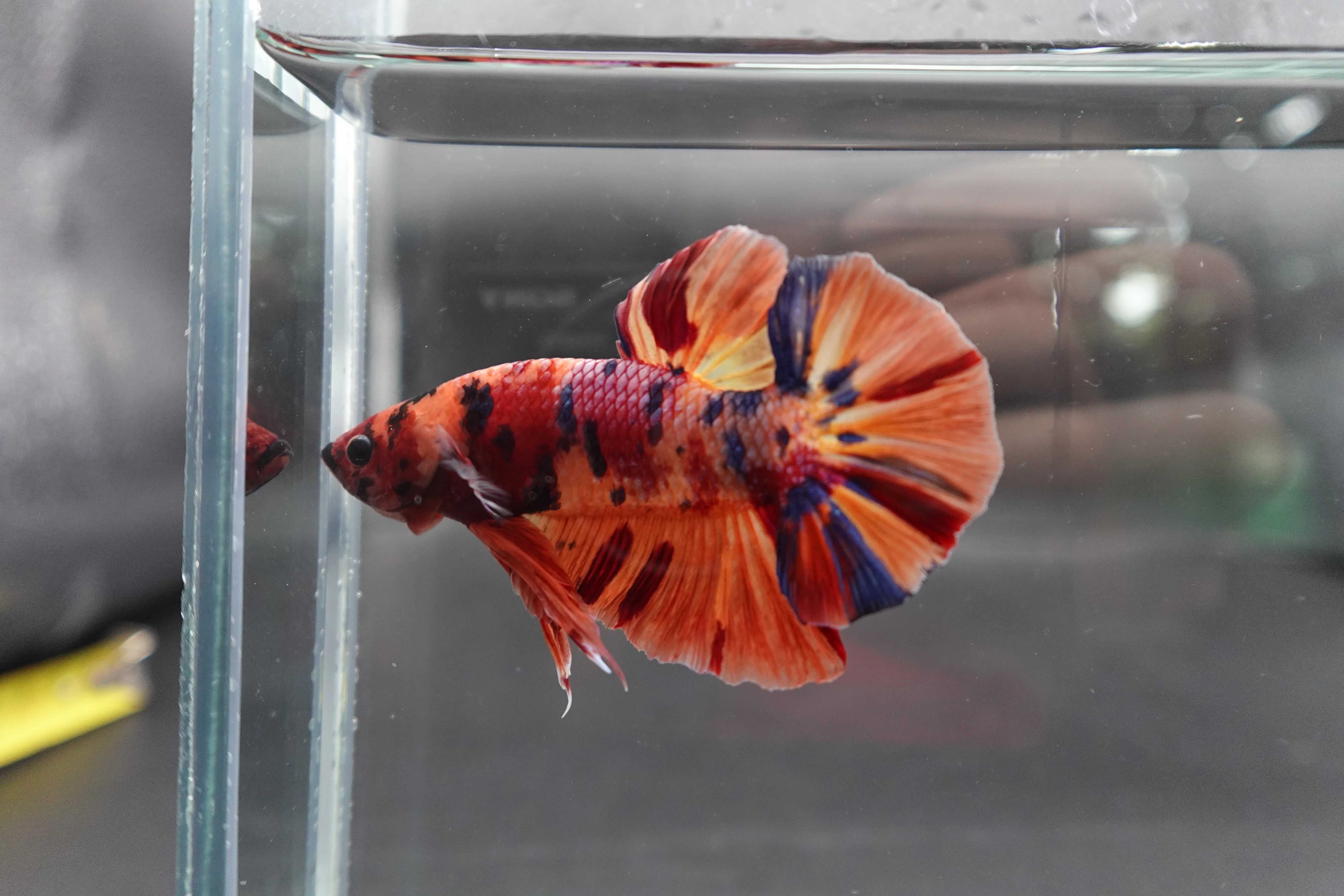 Rare Giant Multicolors Betta Fish (Male) - Image 2