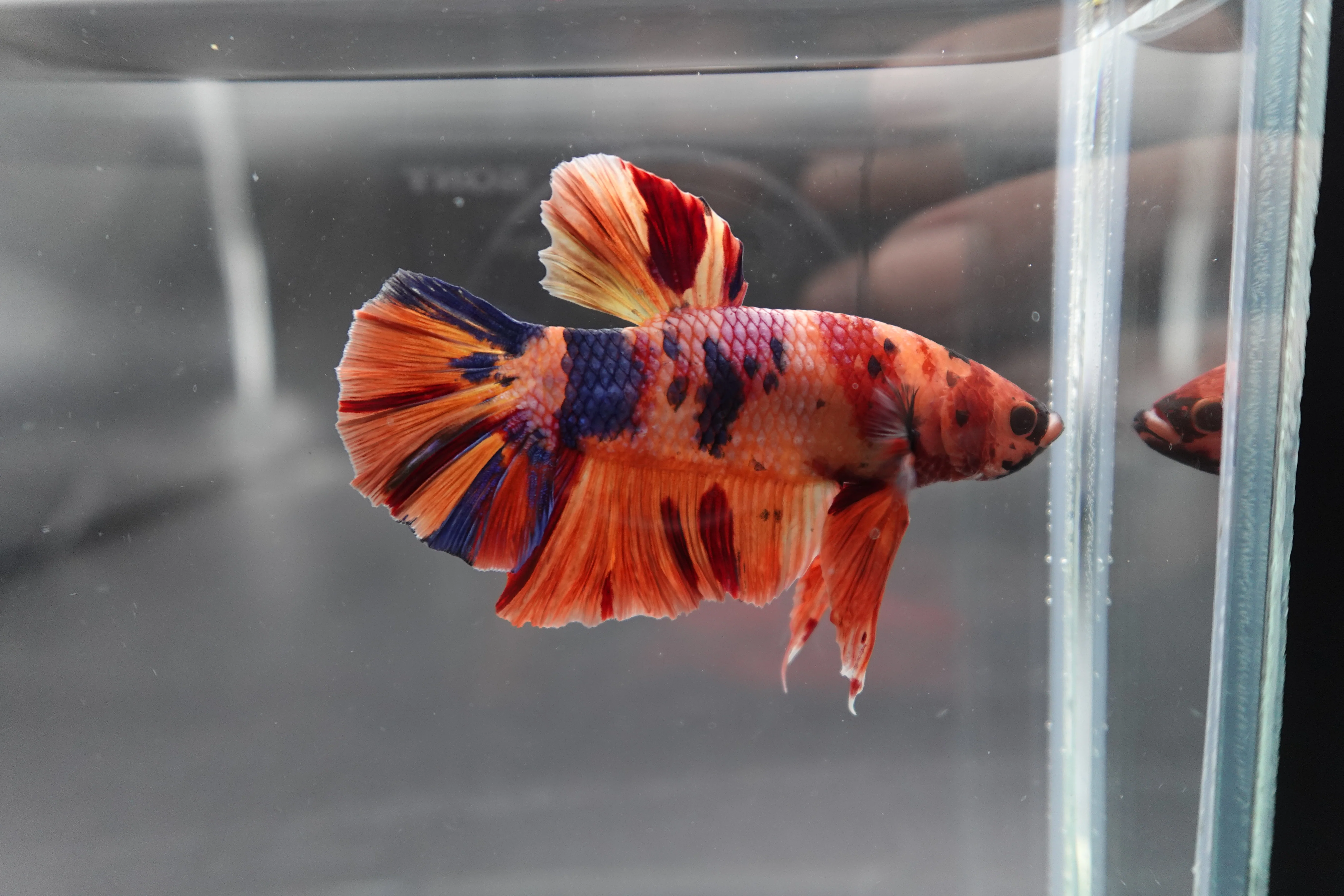 Rare Giant Multicolors Betta Fish (Male) - Image 3