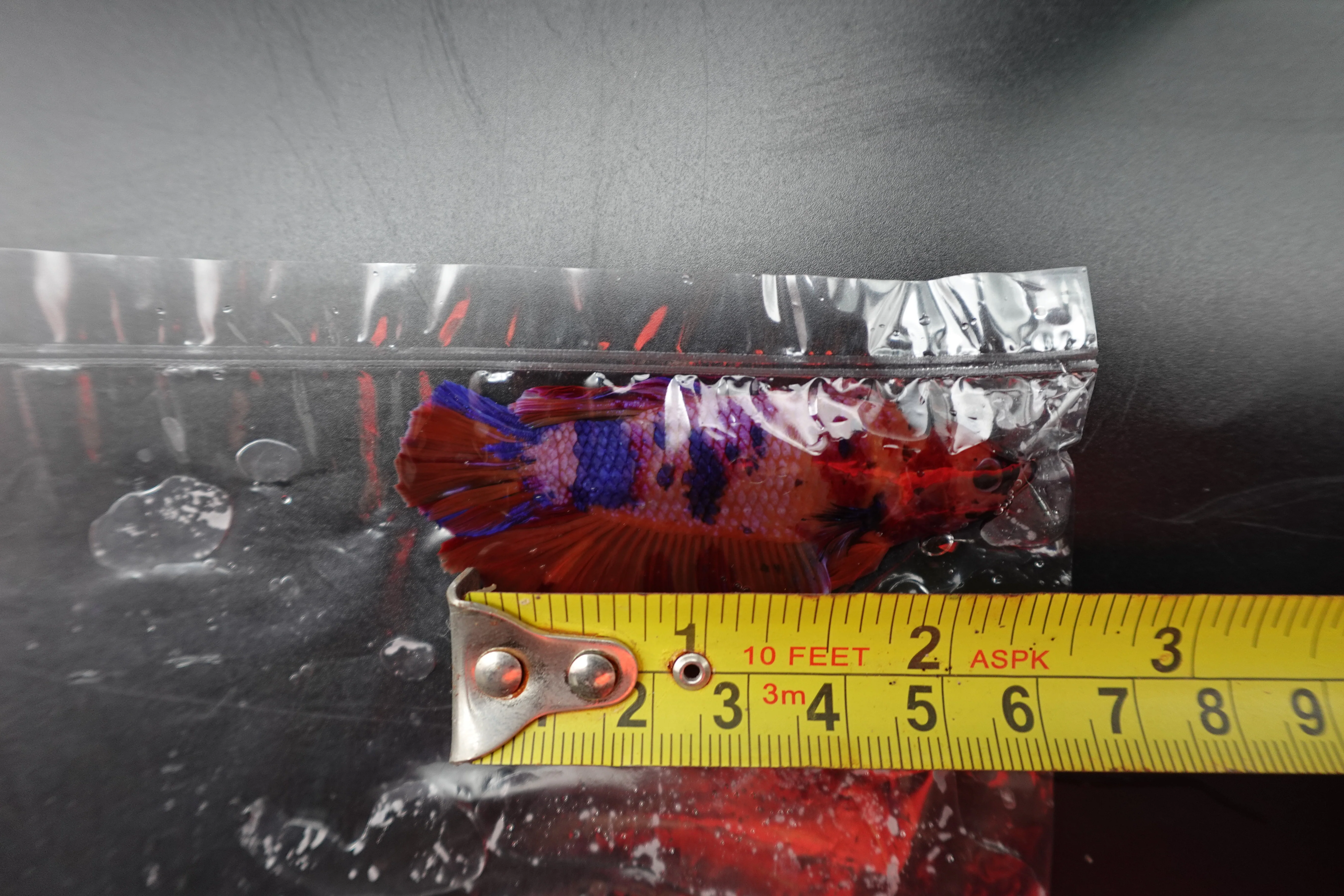 Rare Giant Multicolors Betta Fish (Male) - Image 4