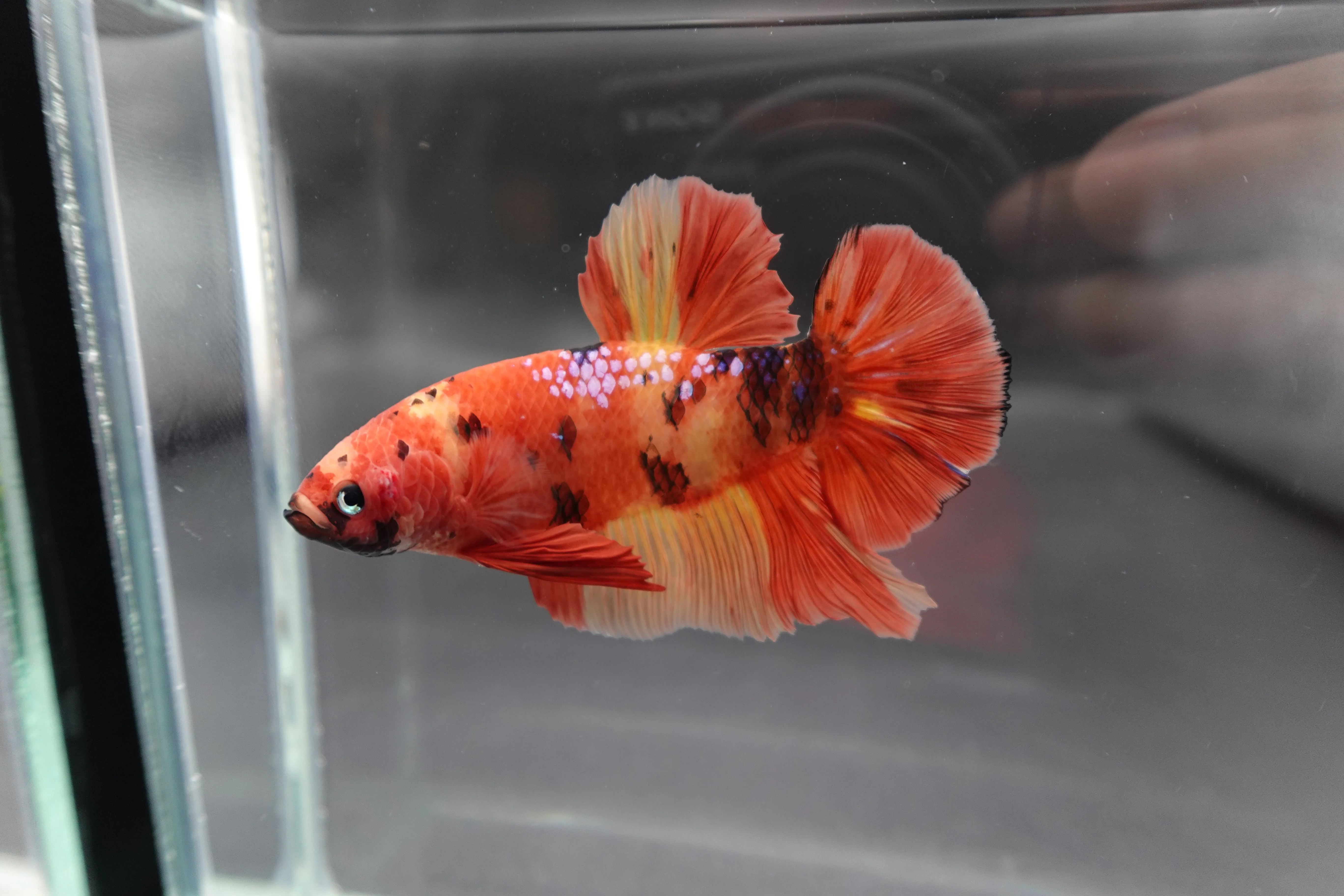 Rare Giant Multicolors Betta Fish (Male) - Image 2