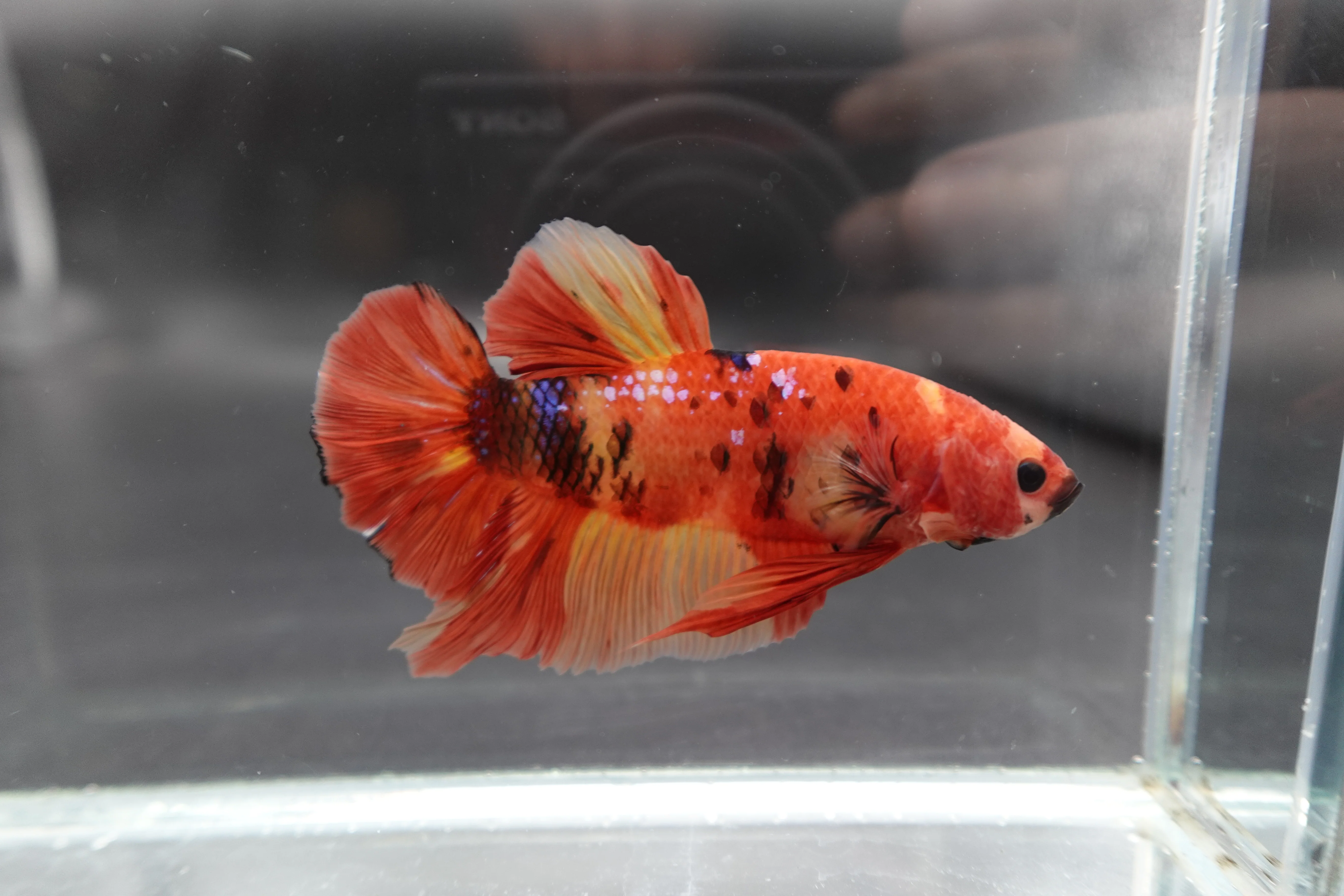 Rare Giant Multicolors Betta Fish (Male) - Image 3