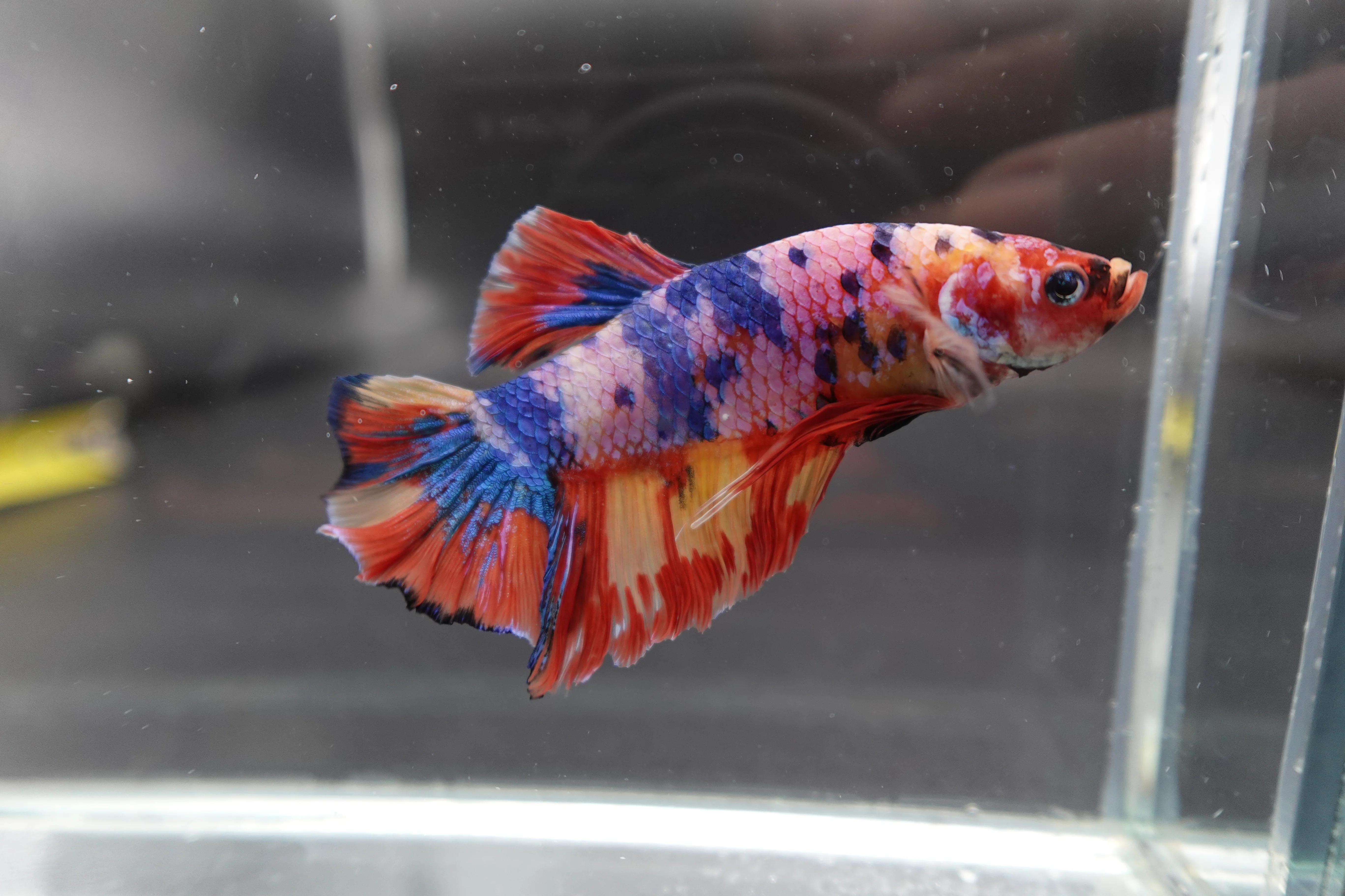 Rare Giant Multicolors Betta Fish (Male) - Image 3