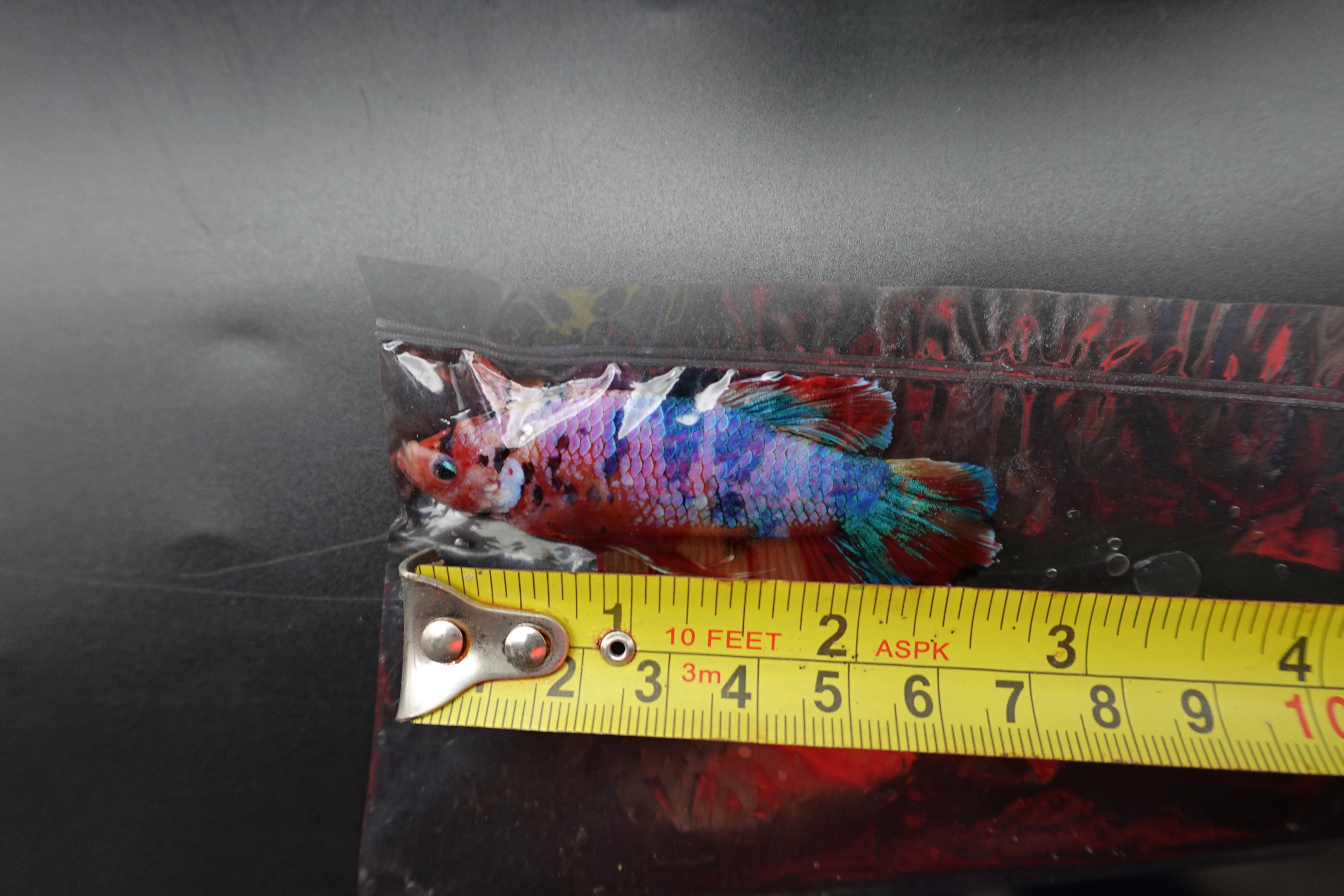 Rare Giant Multicolors Betta Fish (Male) - Image 4