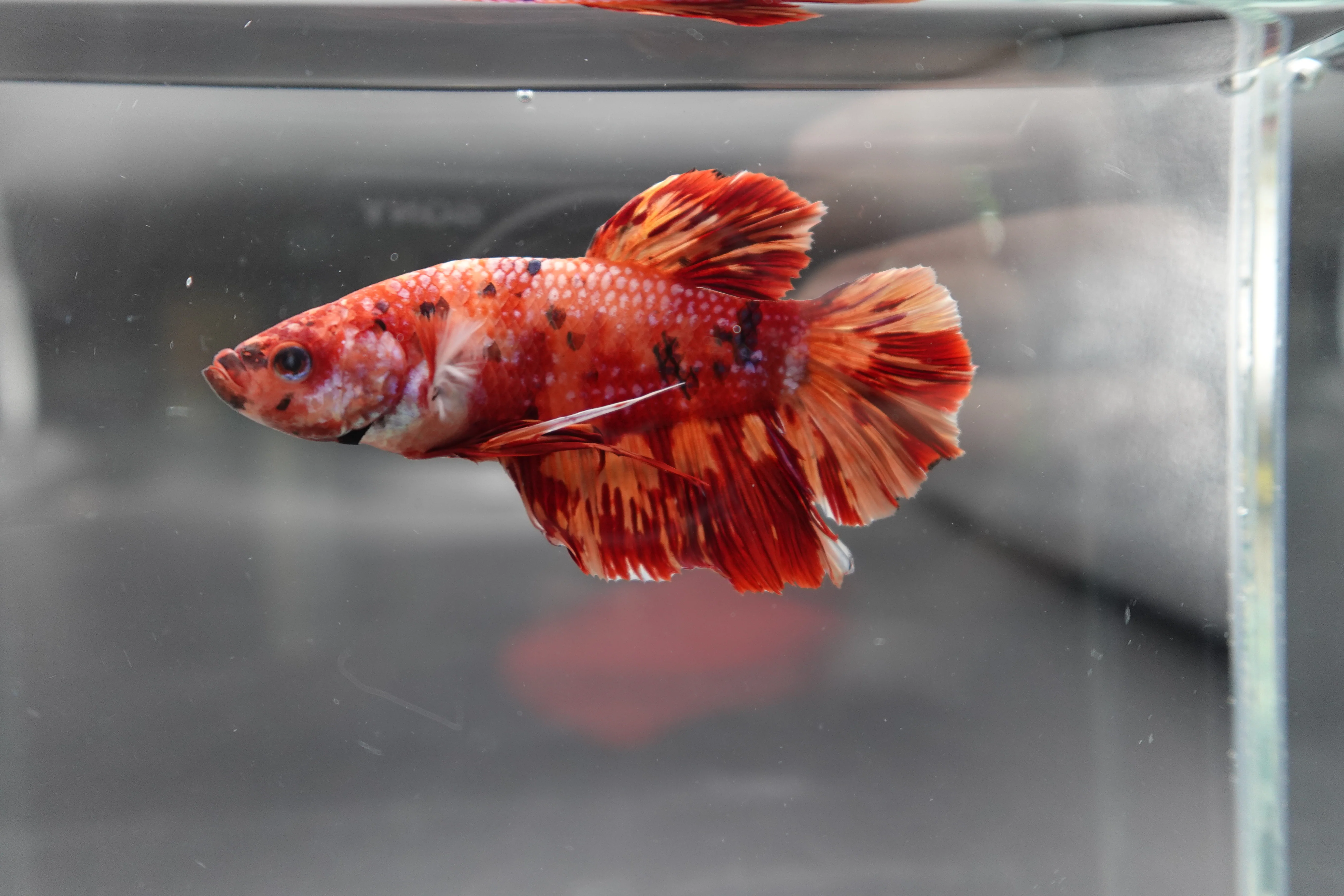 Rare Giant Multicolors Betta Fish (Male) - Image 3