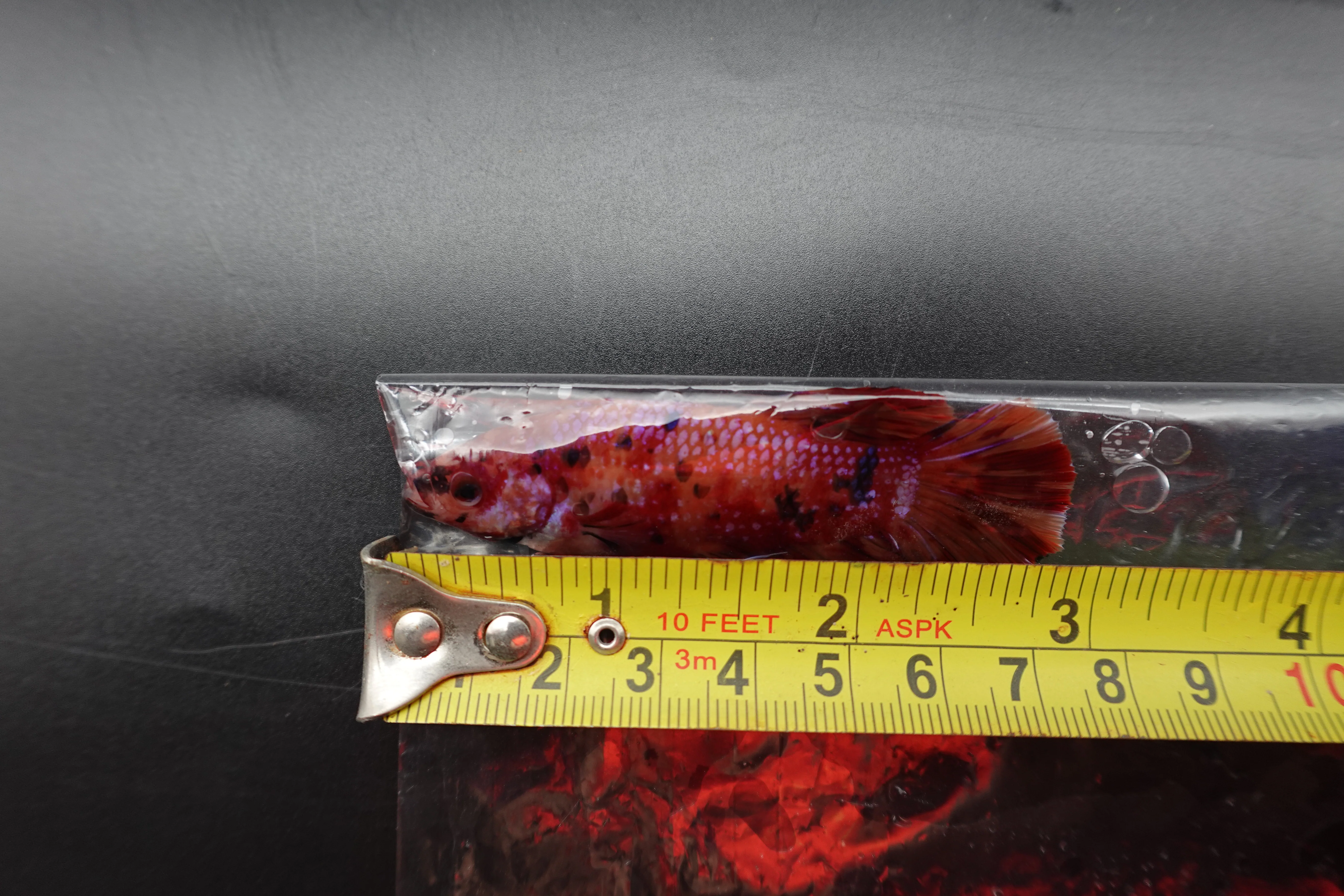 Rare Giant Multicolors Betta Fish (Male) - Image 4