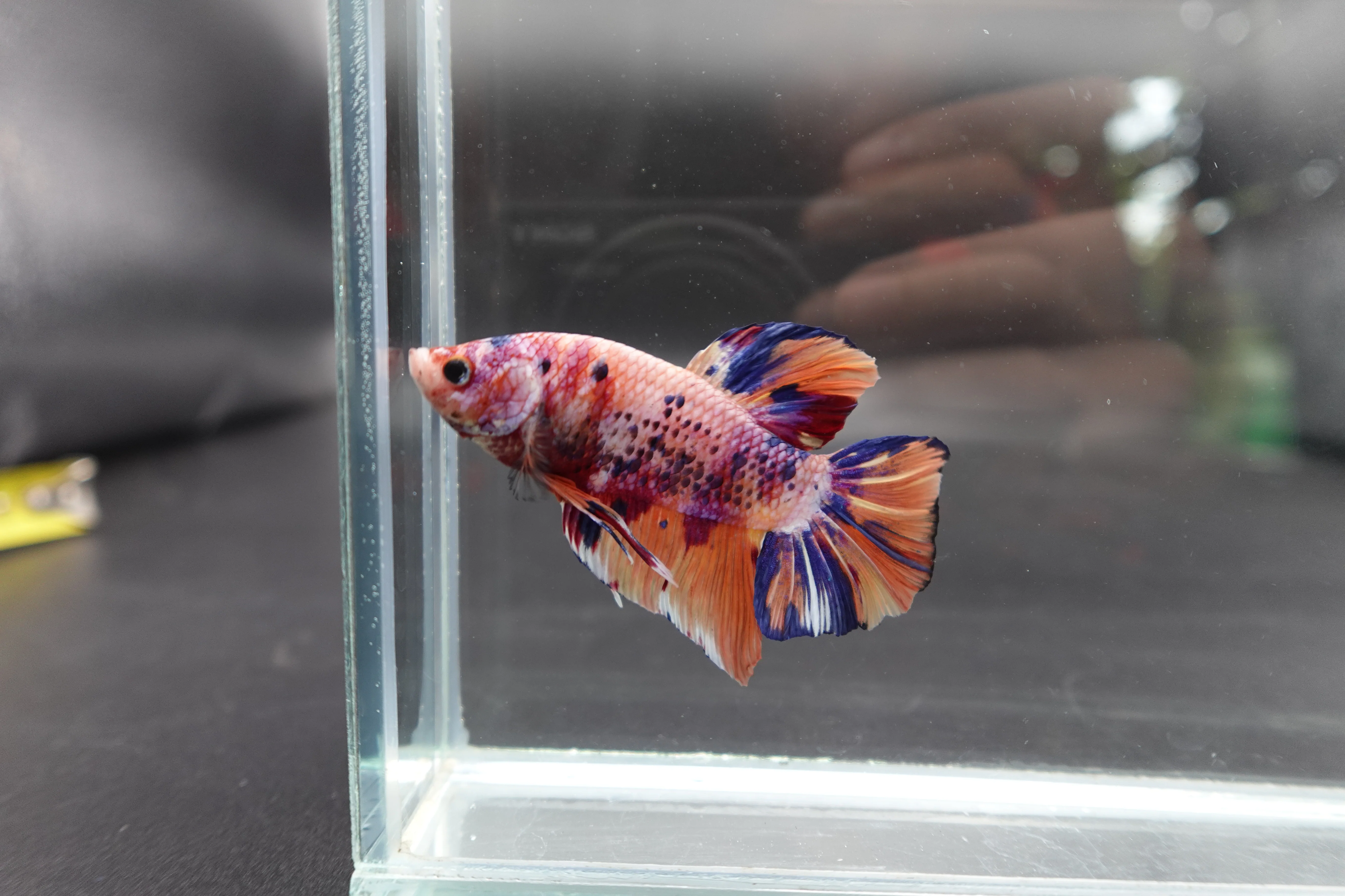 Rare Giant Multicolors Betta Fish (Male) - Image 2