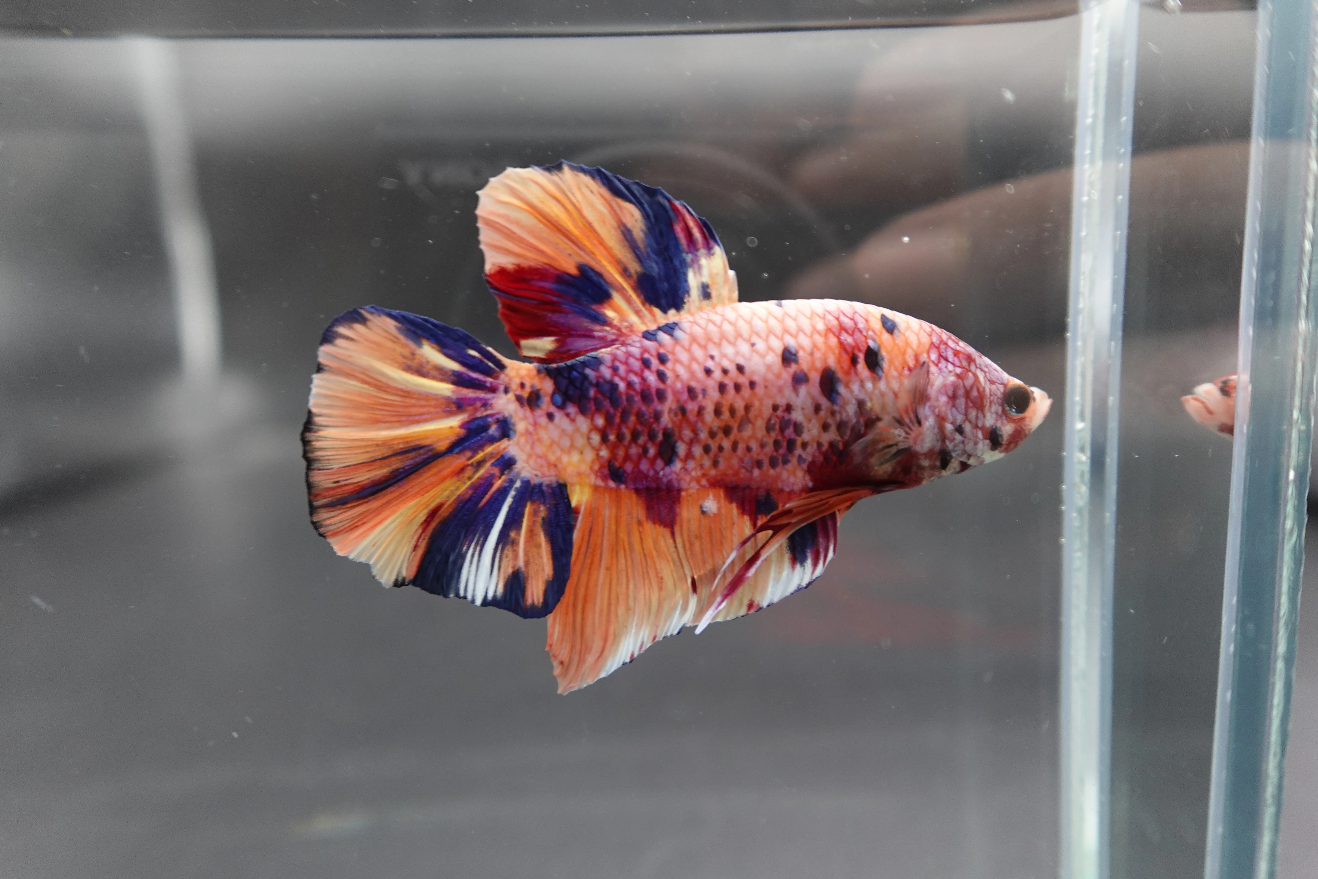 Rare Giant Multicolors Betta Fish (Male) - Image 3