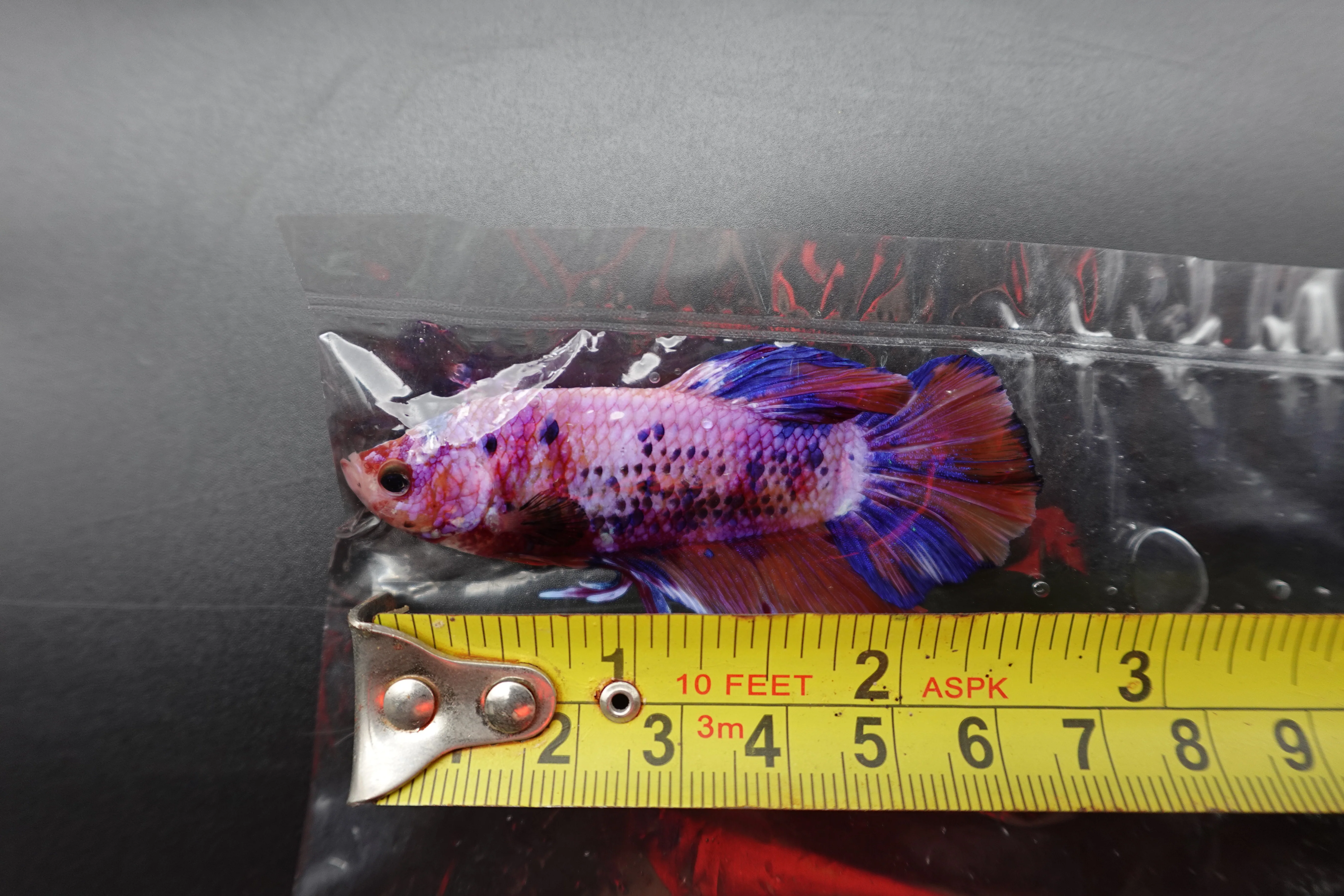 Rare Giant Multicolors Betta Fish (Male) - Image 4