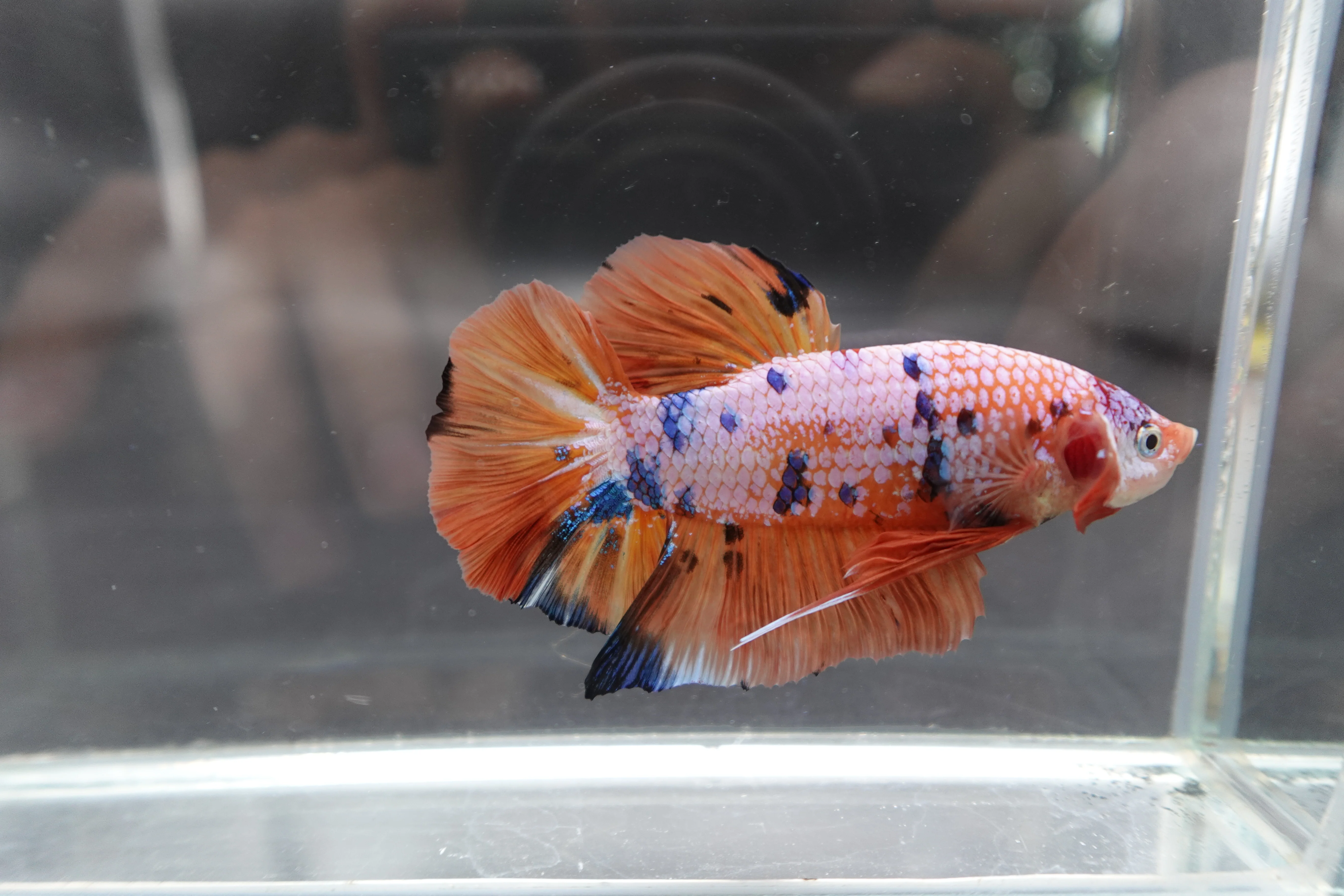 Rare Giant Multicolors Betta Fish (Male) - Image 2