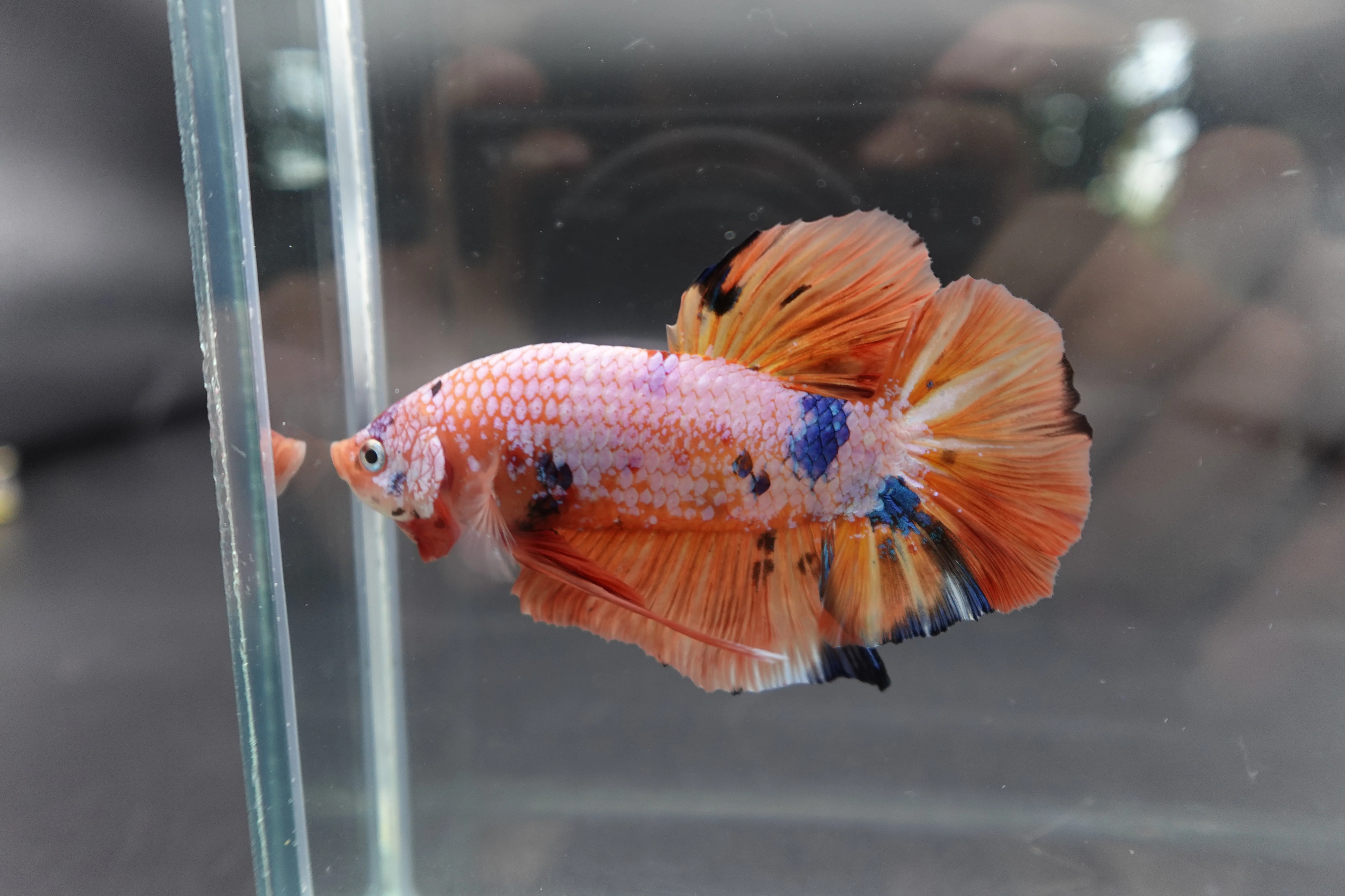 Rare Giant Multicolors Betta Fish (Male) - Image 3