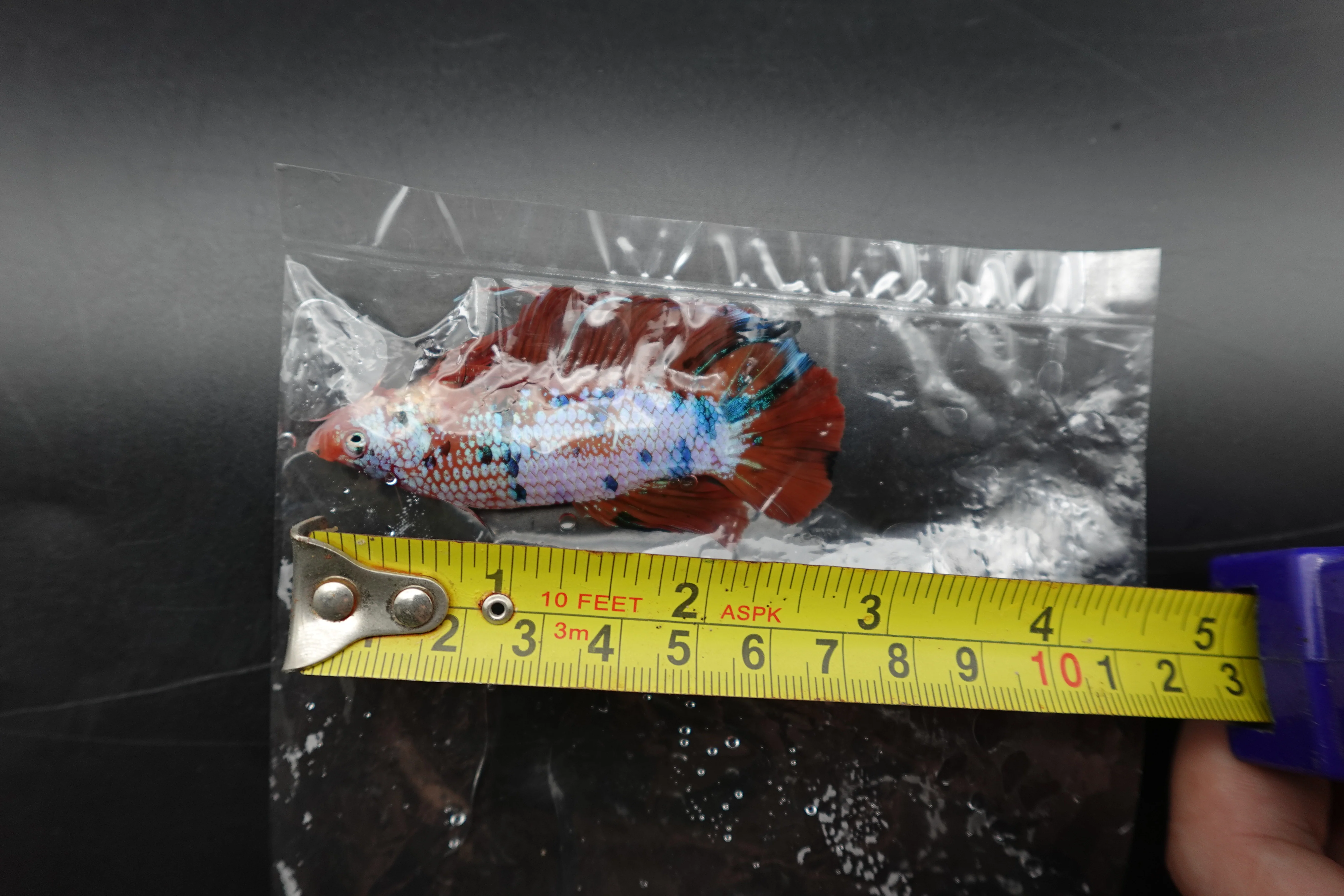 Rare Giant Multicolors Betta Fish (Male) - Image 4