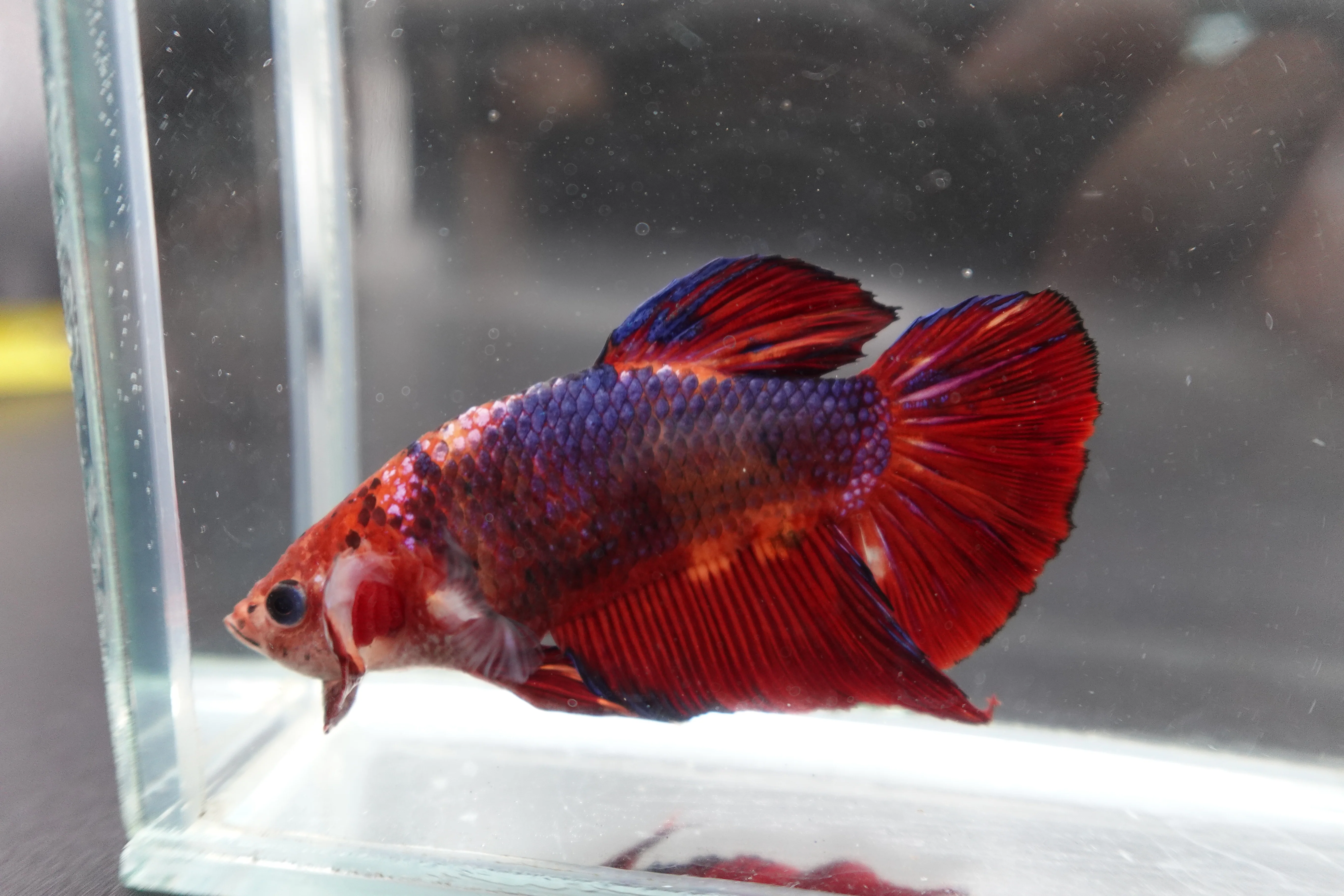 Rare Giant Multicolors Betta Fish (Male) - Image 2