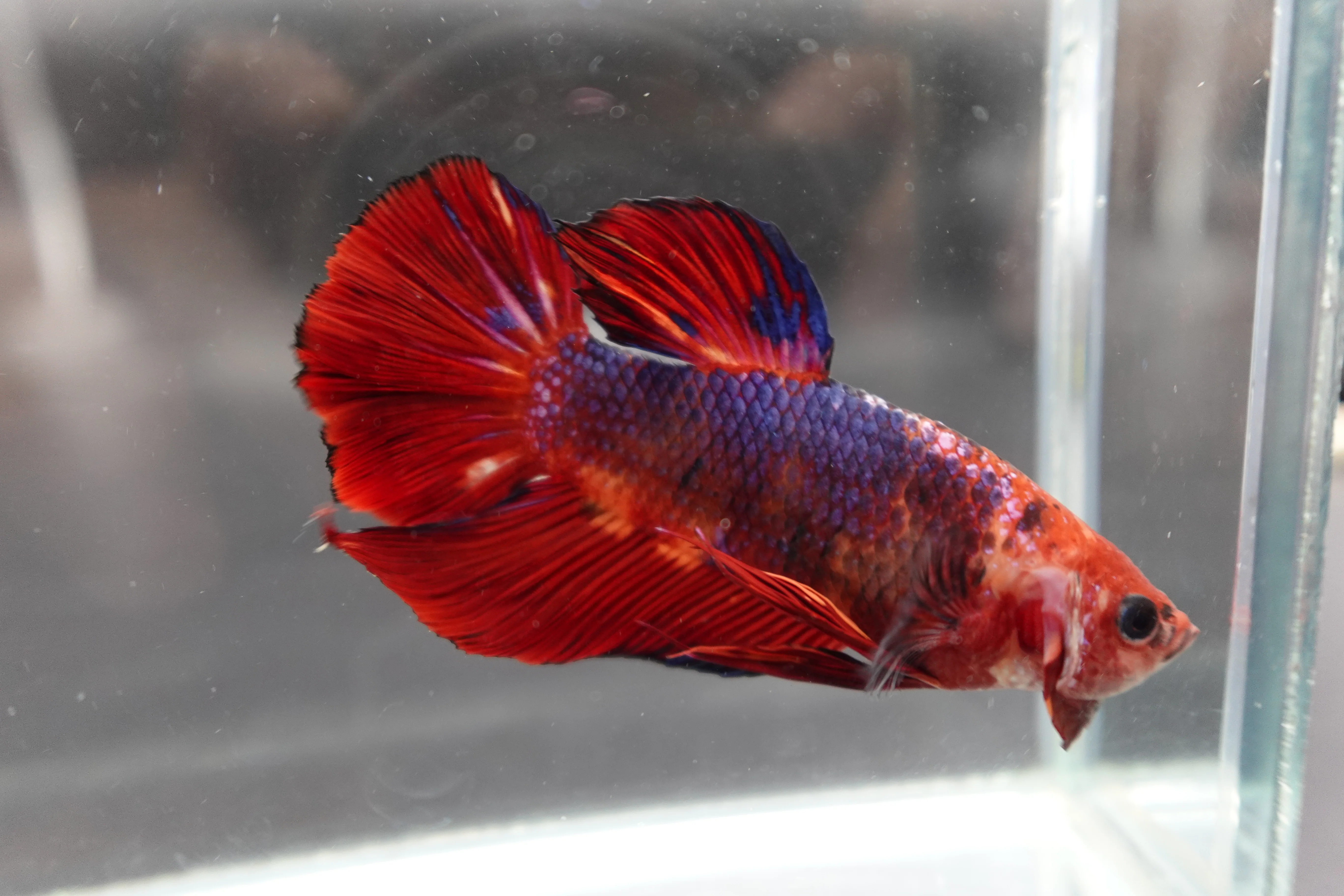 Rare Giant Multicolors Betta Fish (Male) - Image 3