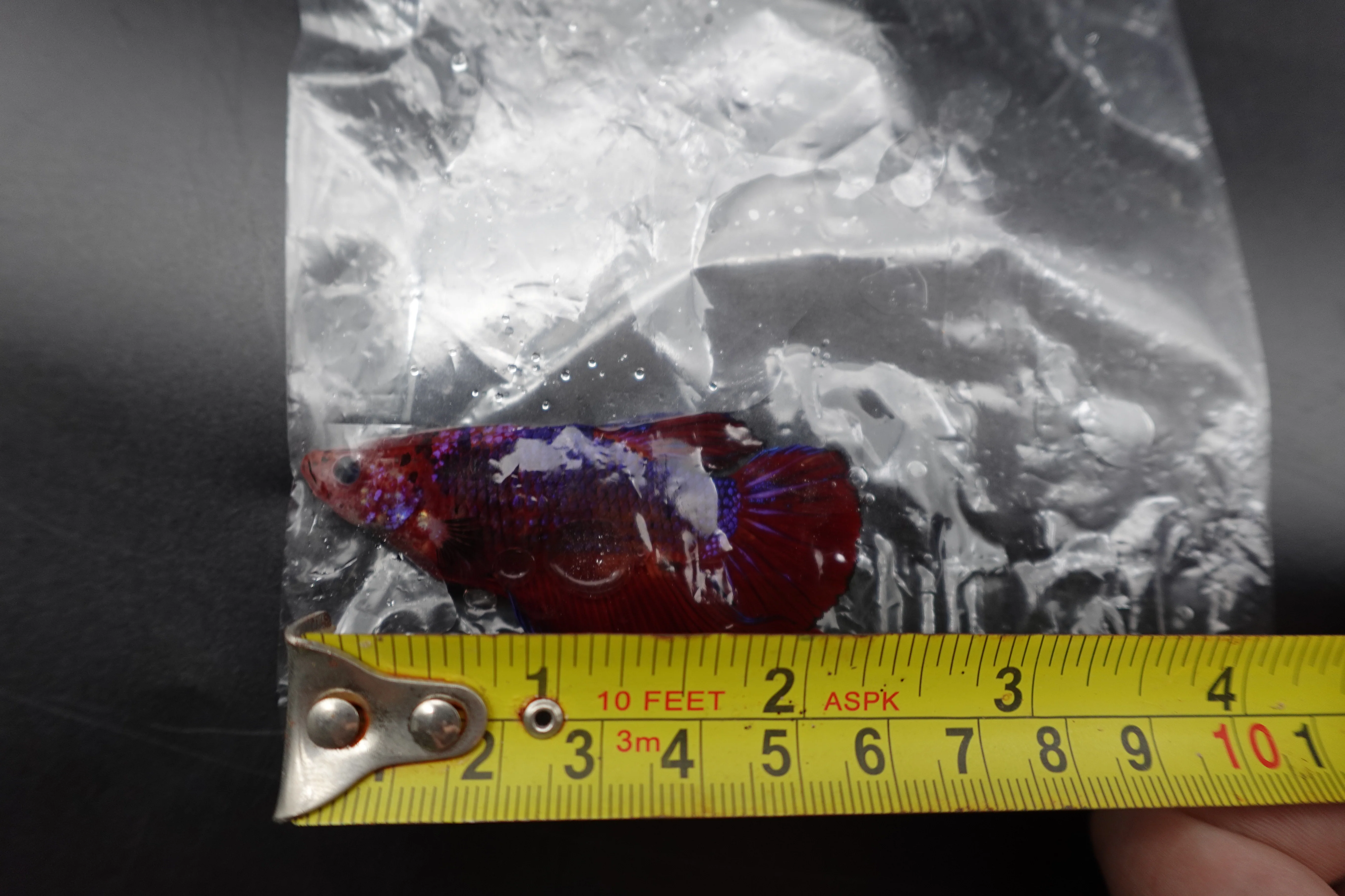 Rare Giant Multicolors Betta Fish (Male) - Image 4