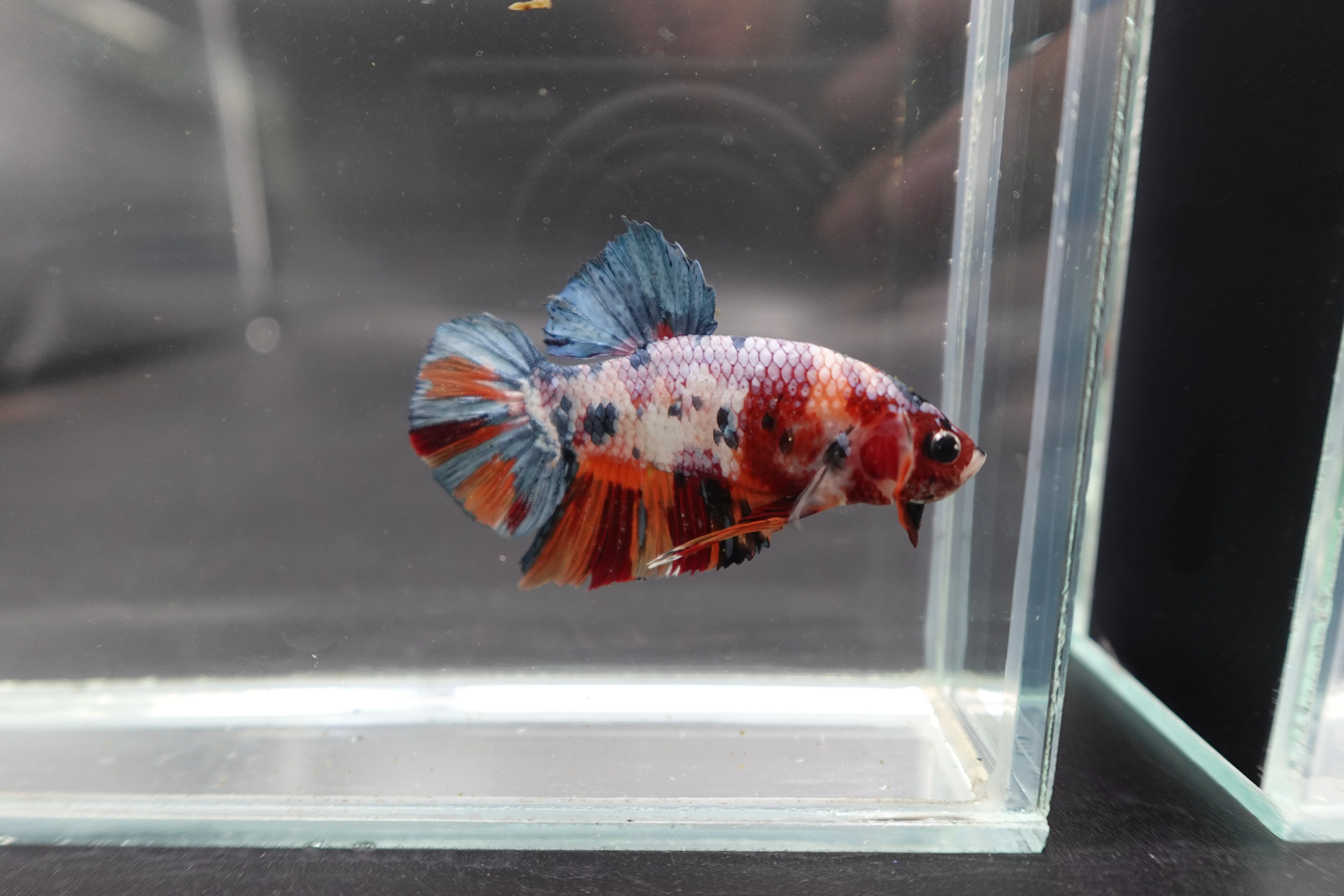 Rare Giant Multicolors Betta Fish (Male) - Image 2