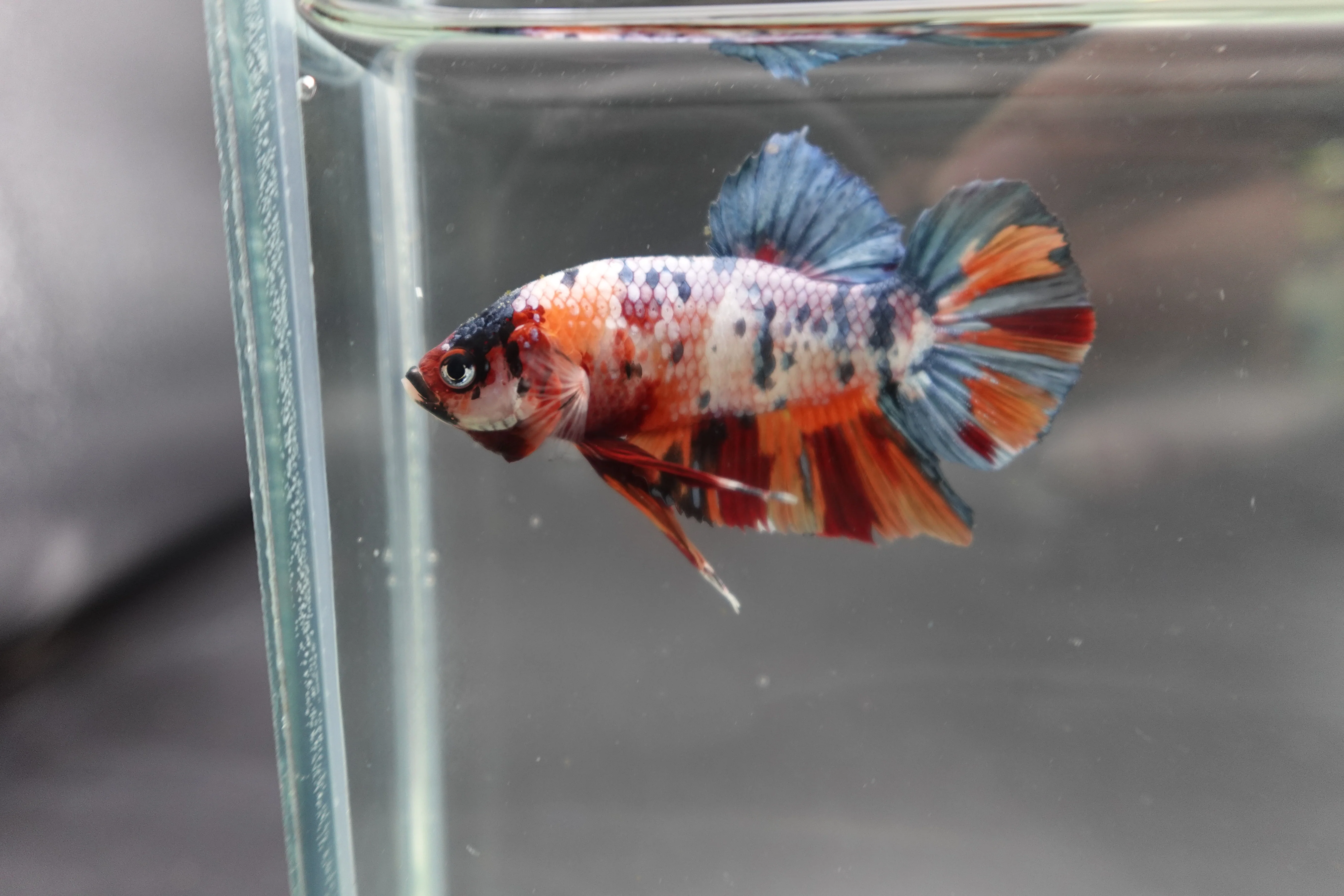 Rare Giant Multicolors Betta Fish (Male) - Image 3