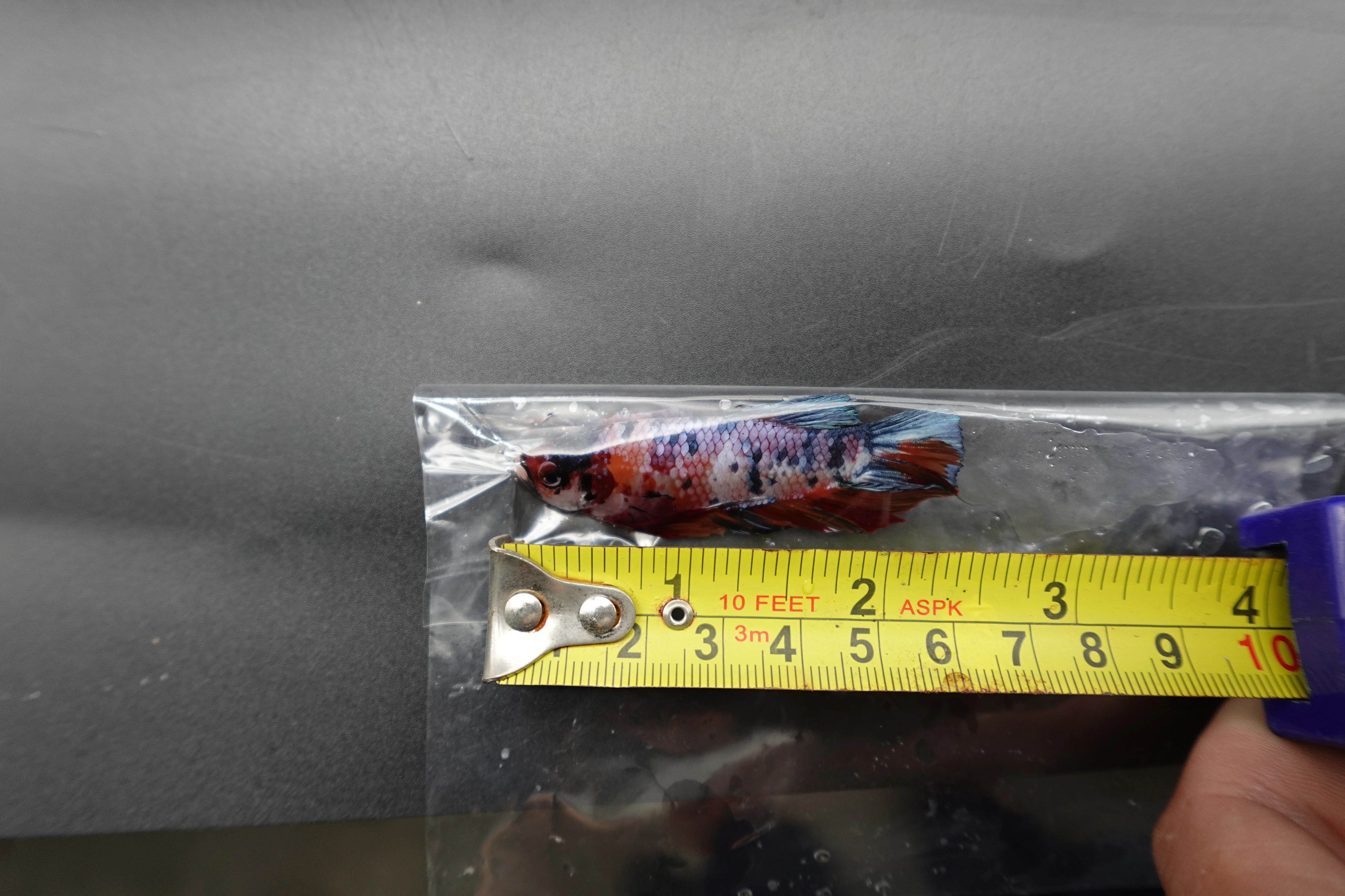 Rare Giant Multicolors Betta Fish (Male) - Image 4