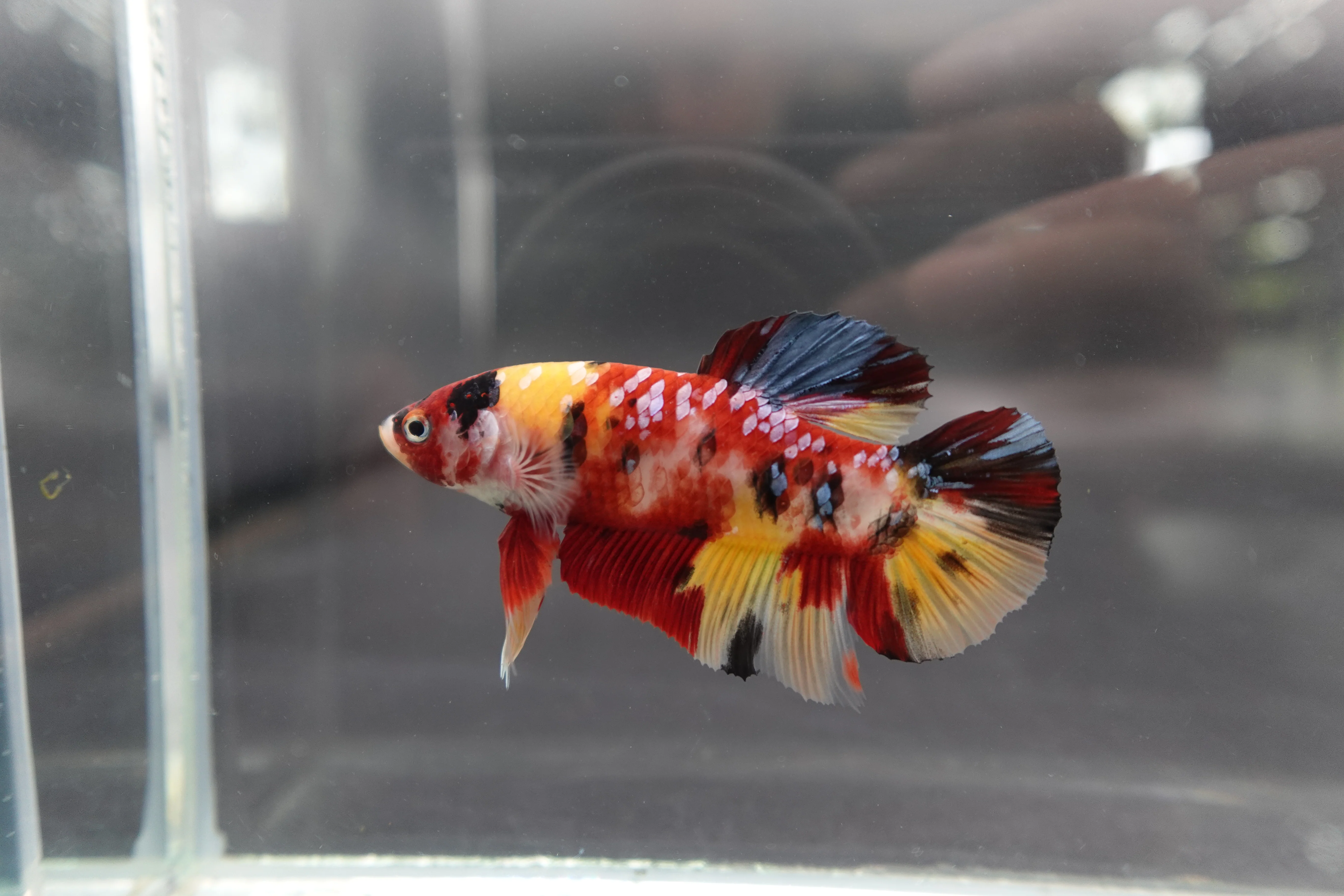 Rare Giant Multicolors Betta Fish (Male) - Image 2