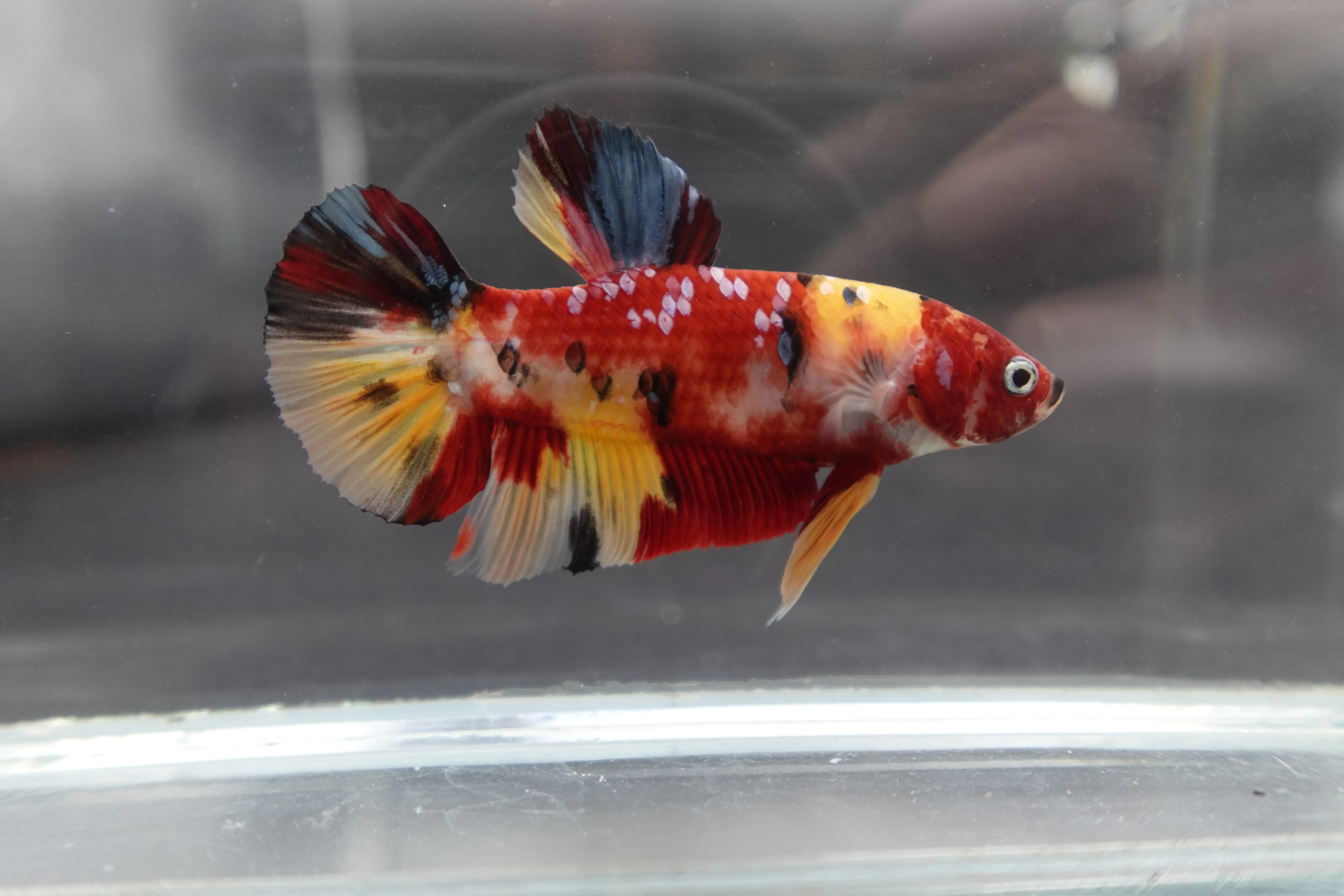 Rare Giant Multicolors Betta Fish (Male) - Image 3
