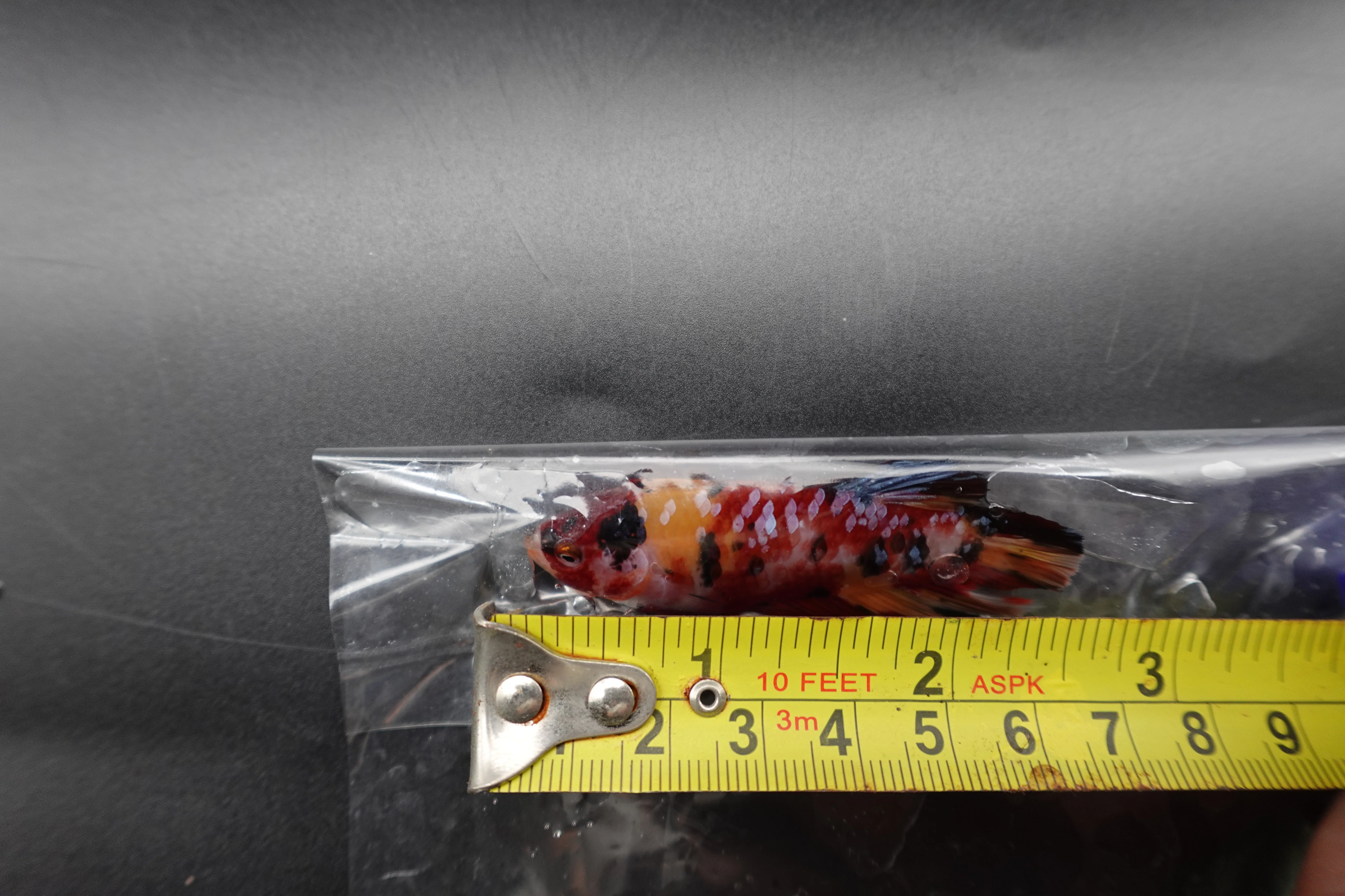 Rare Giant Multicolors Betta Fish (Male) - Image 4