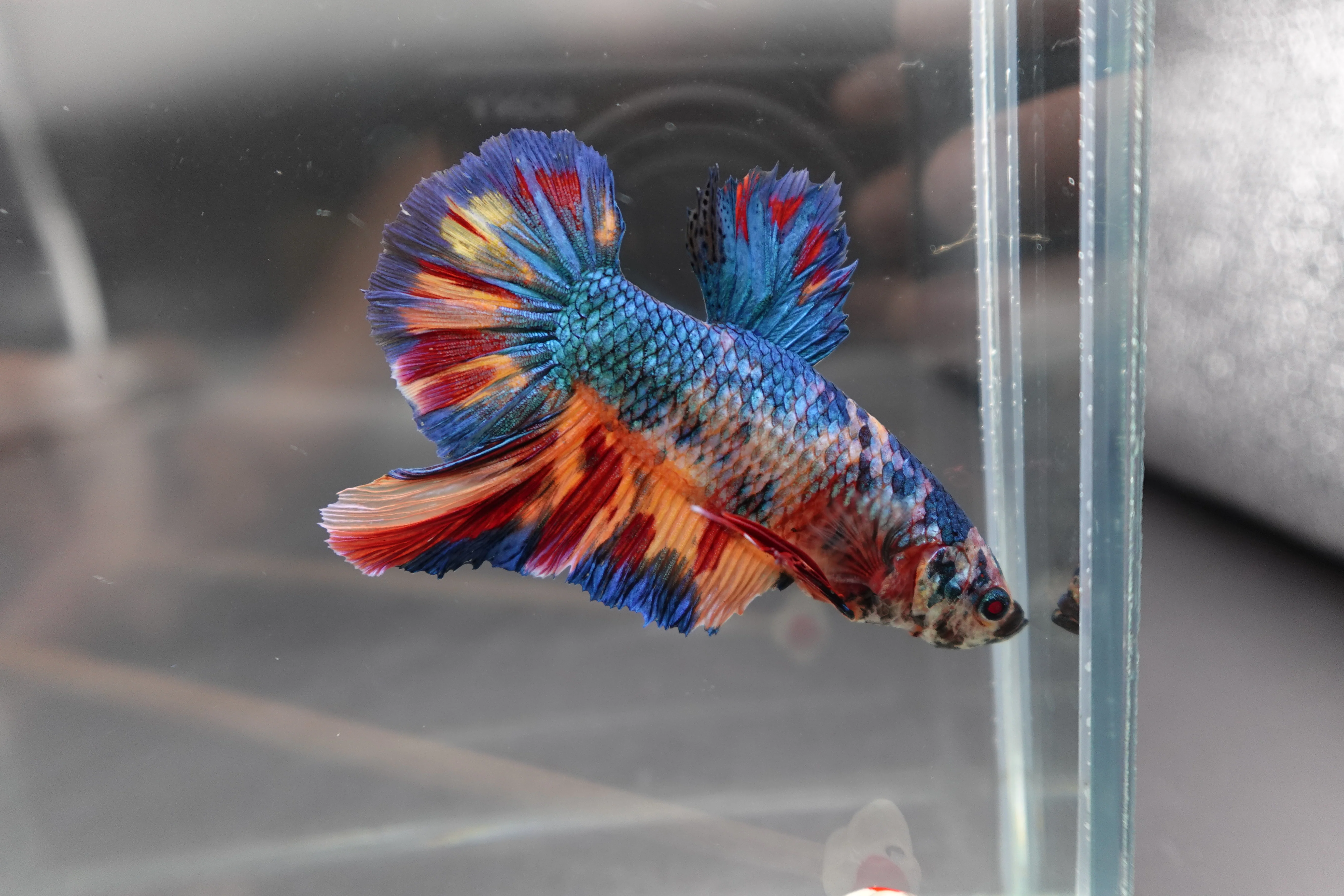 Rare Giant Multicolors Betta Fish (Male) - Image 2