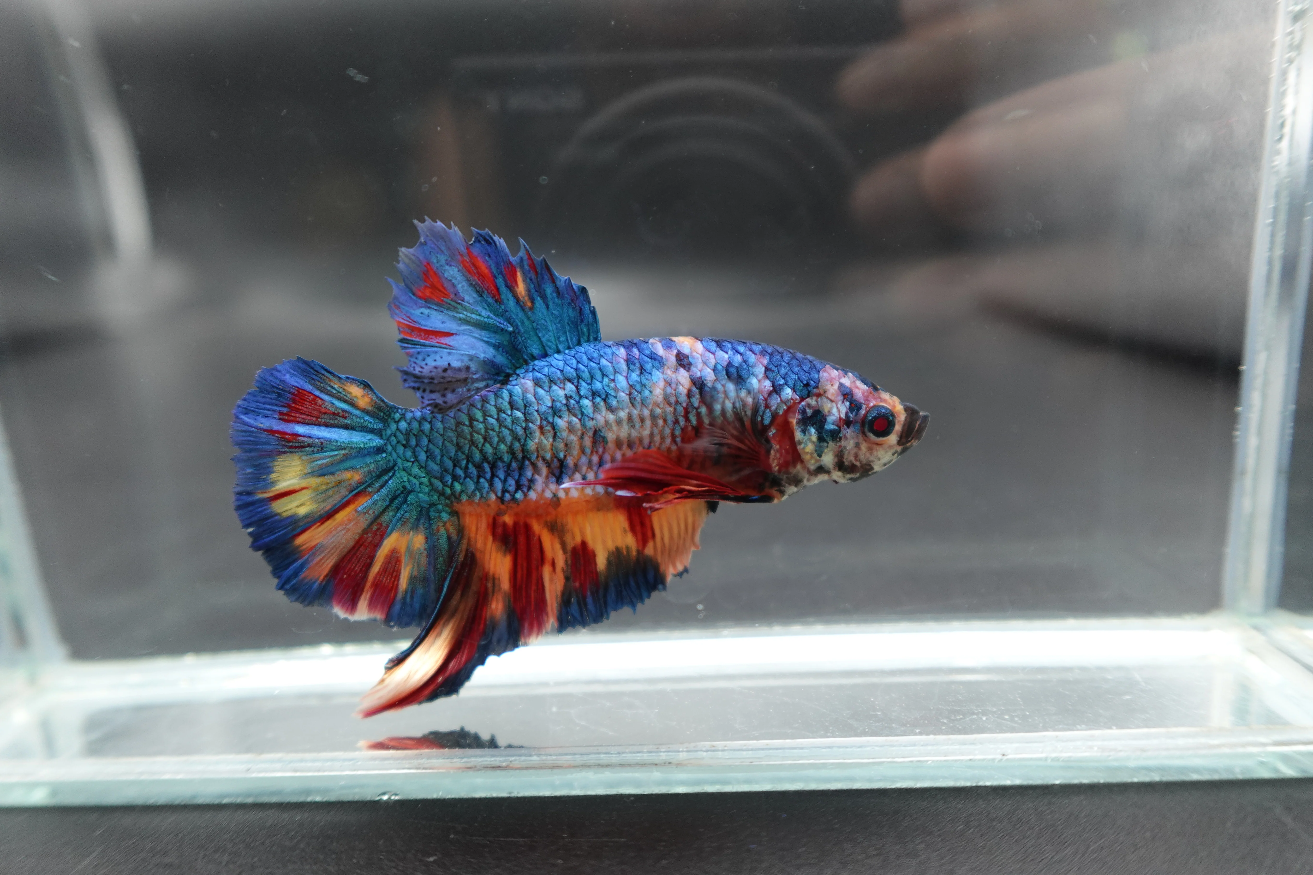 Rare Giant Multicolors Betta Fish (Male) - Image 3