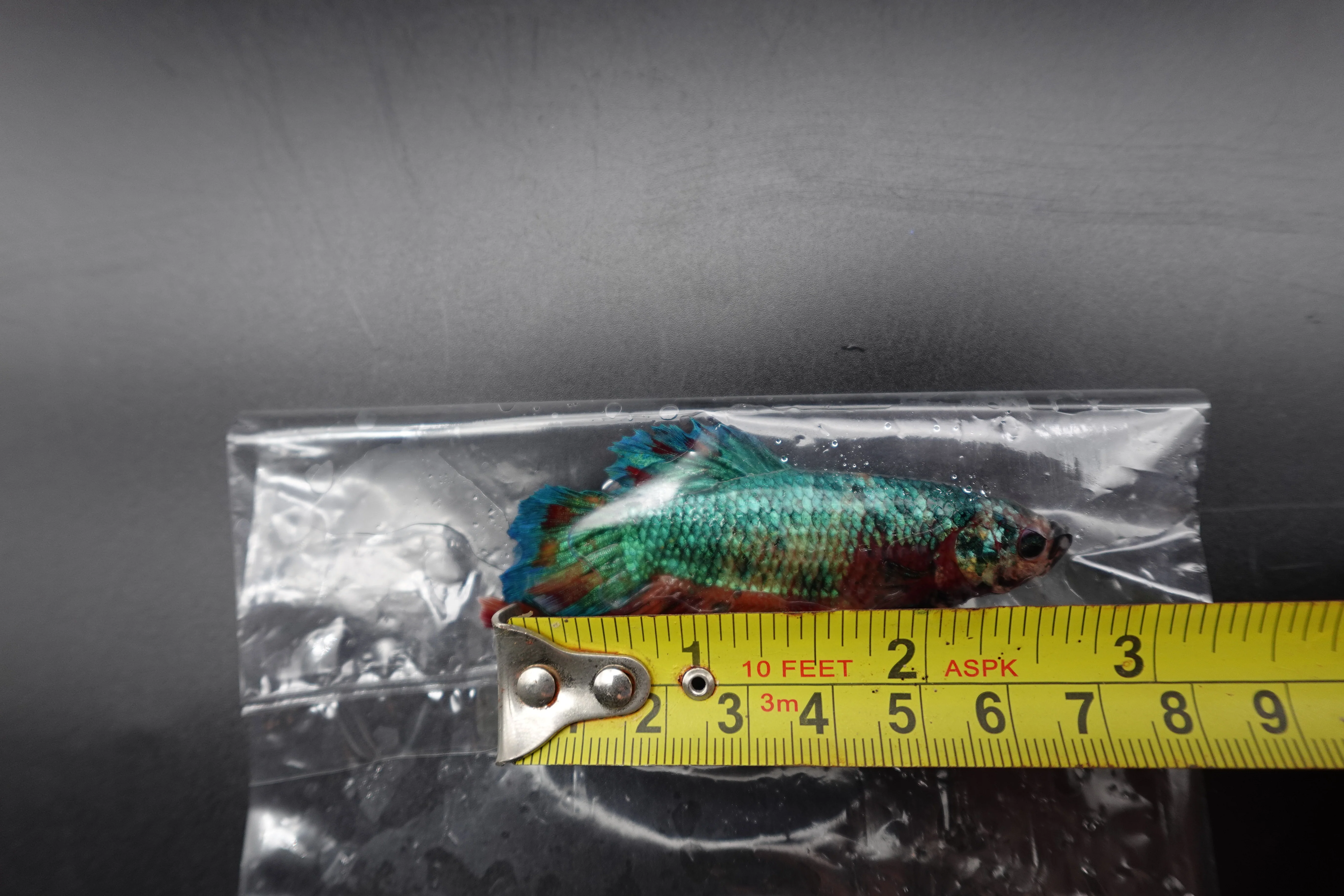 Rare Giant Multicolors Betta Fish (Male) - Image 4