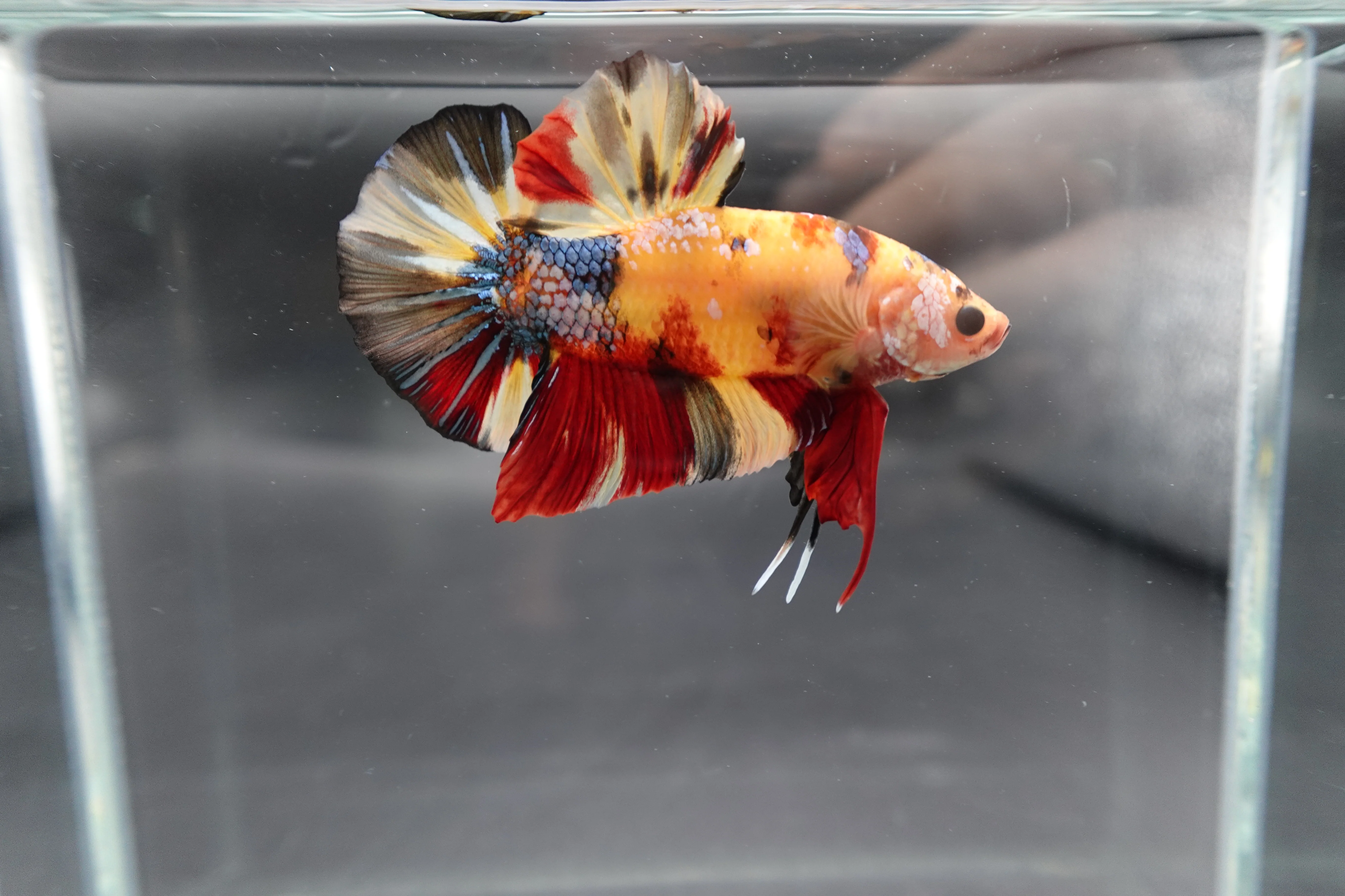 Rare Giant Multicolors Betta Fish (Male) - Image 2