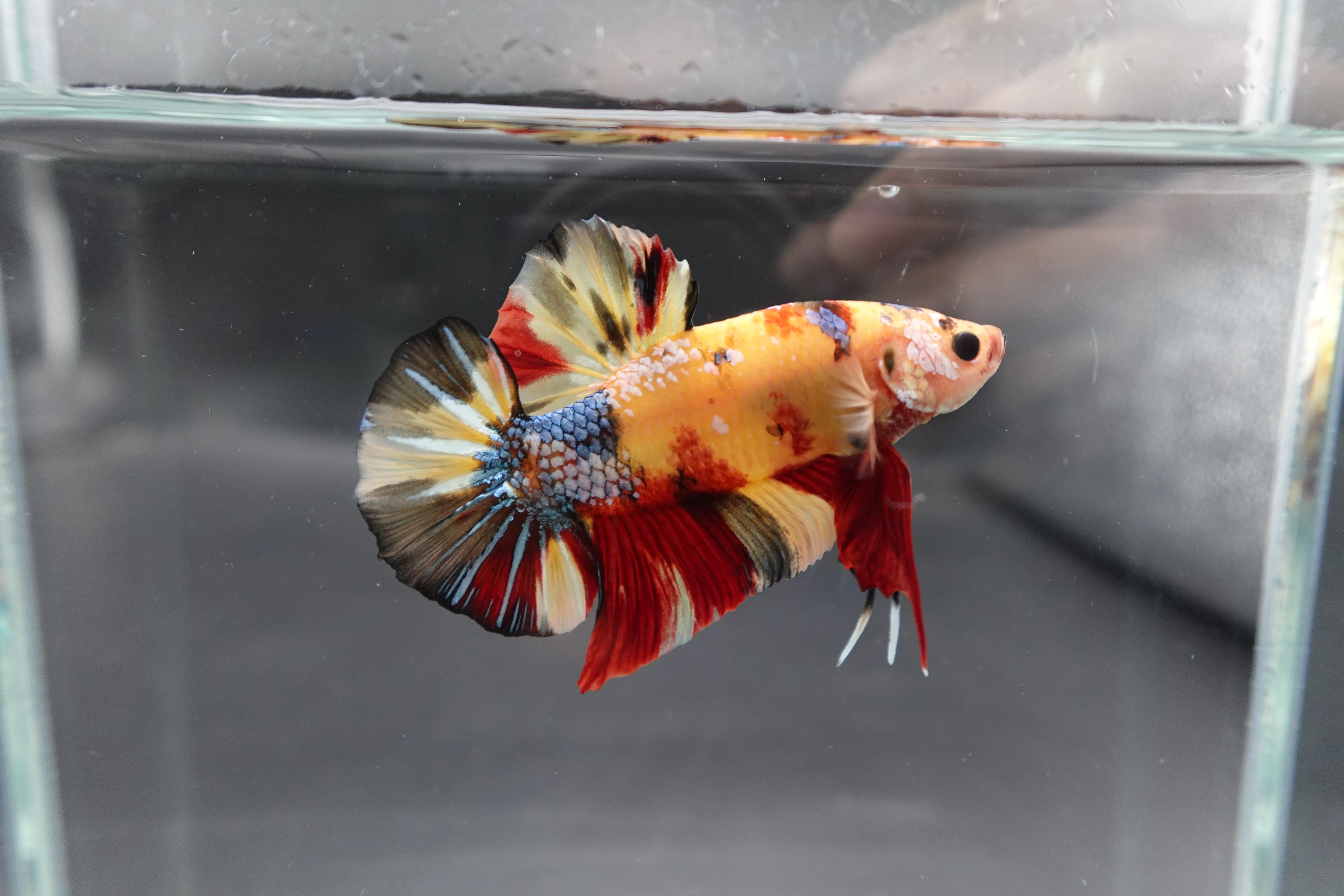Rare Giant Multicolors Betta Fish (Male) - Image 3