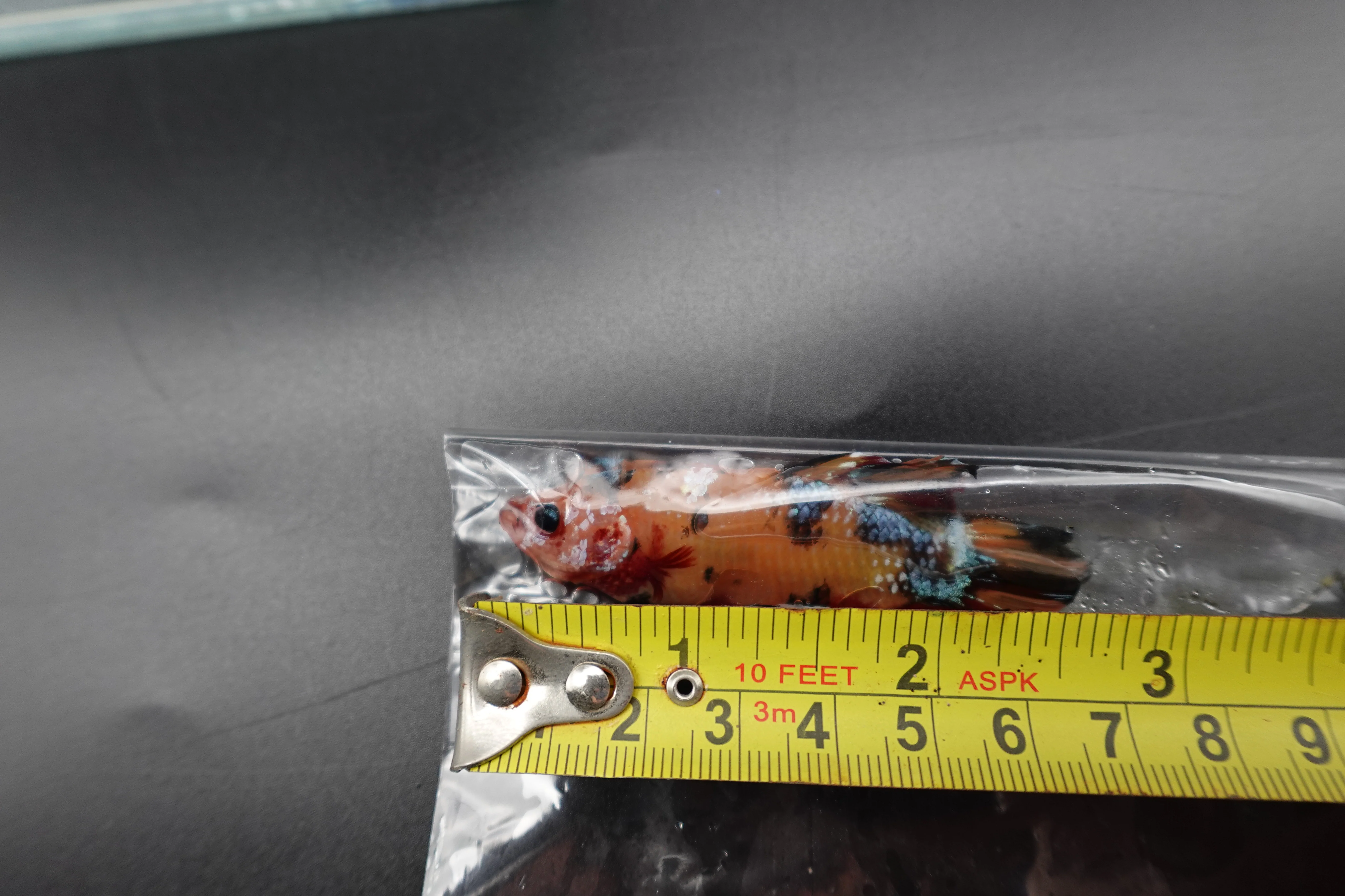 Rare Giant Multicolors Betta Fish (Male) - Image 4