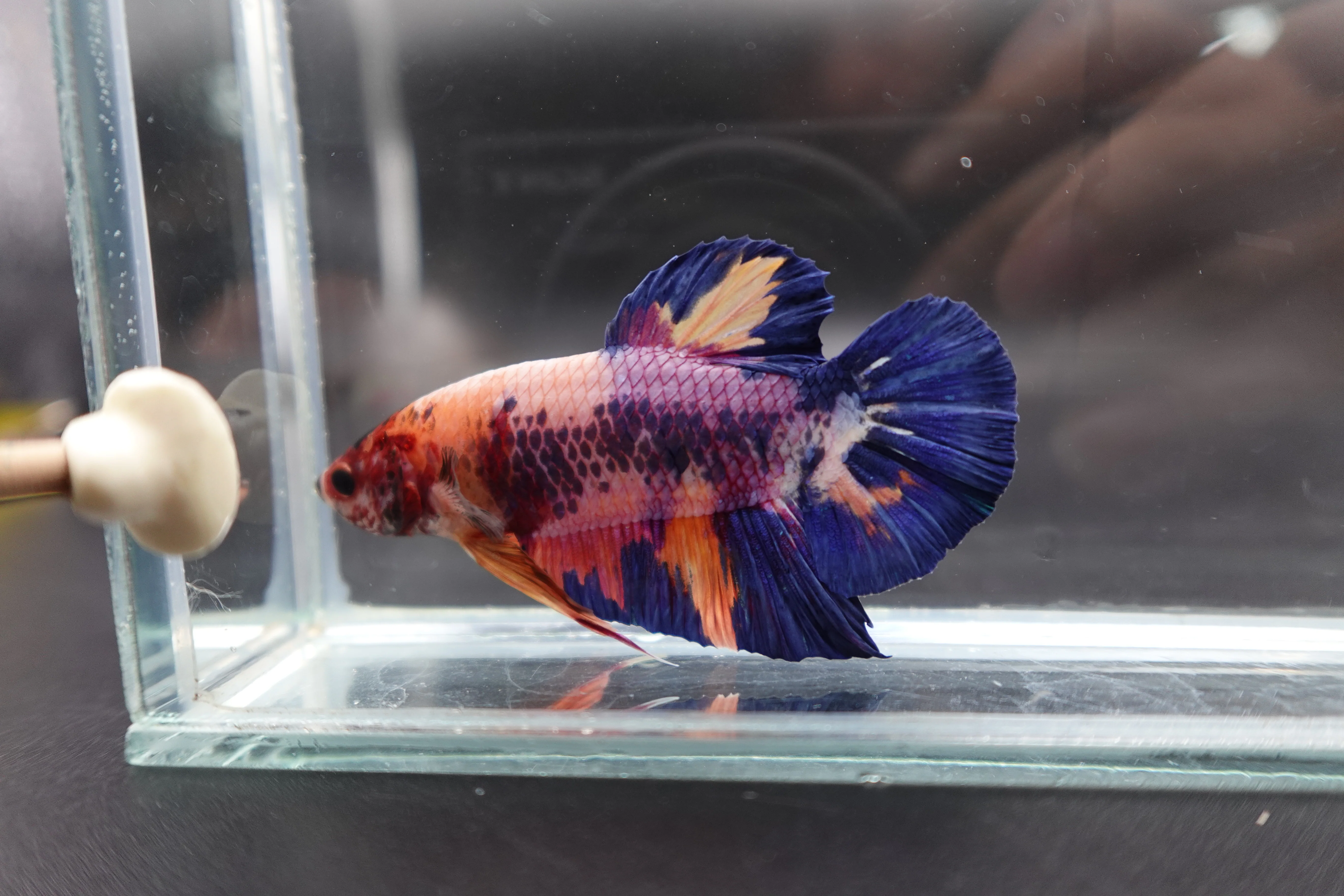 Rare Giant Multicolors Betta Fish (Male) - Image 2