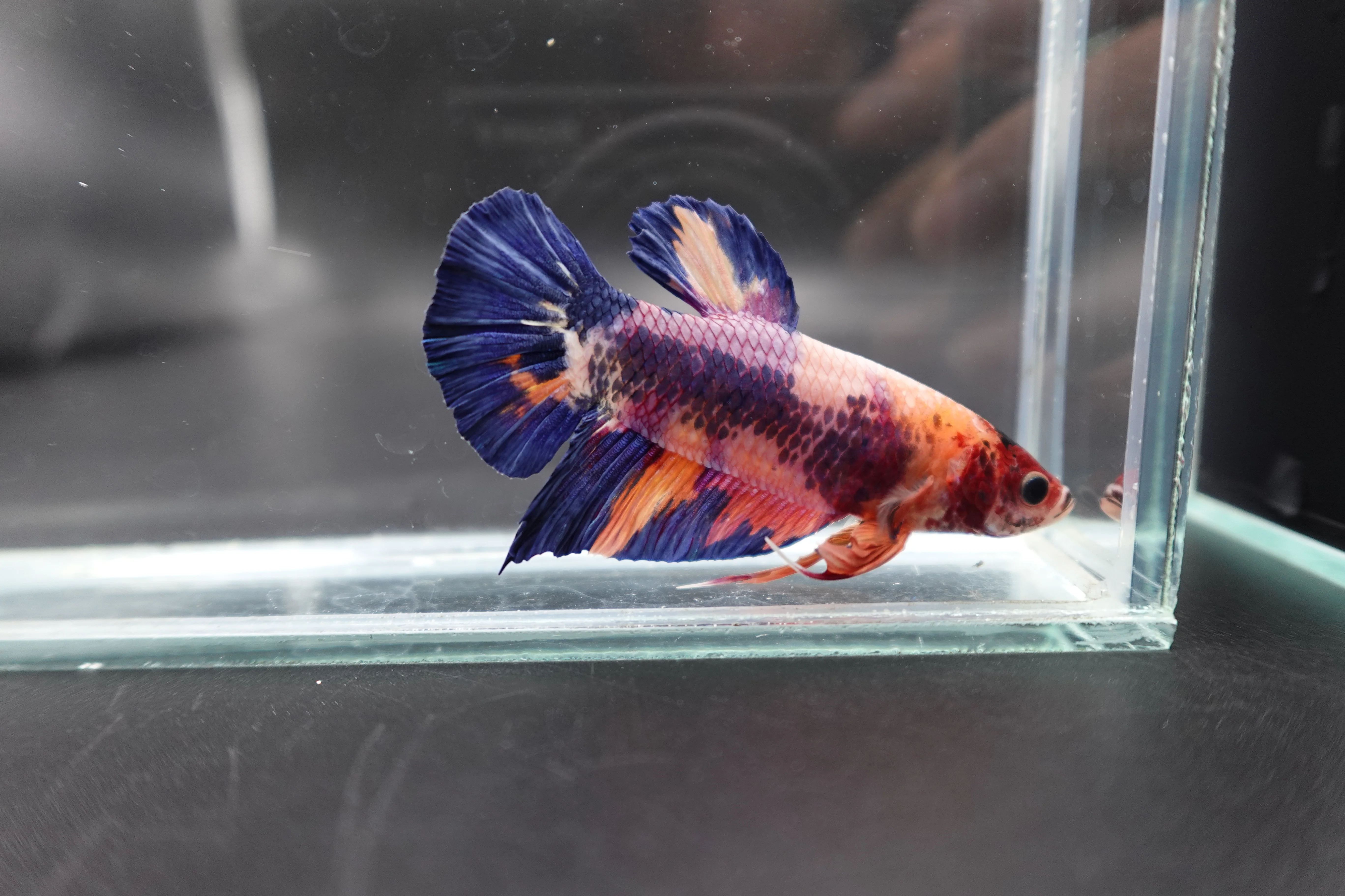 Rare Giant Multicolors Betta Fish (Male) - Image 3