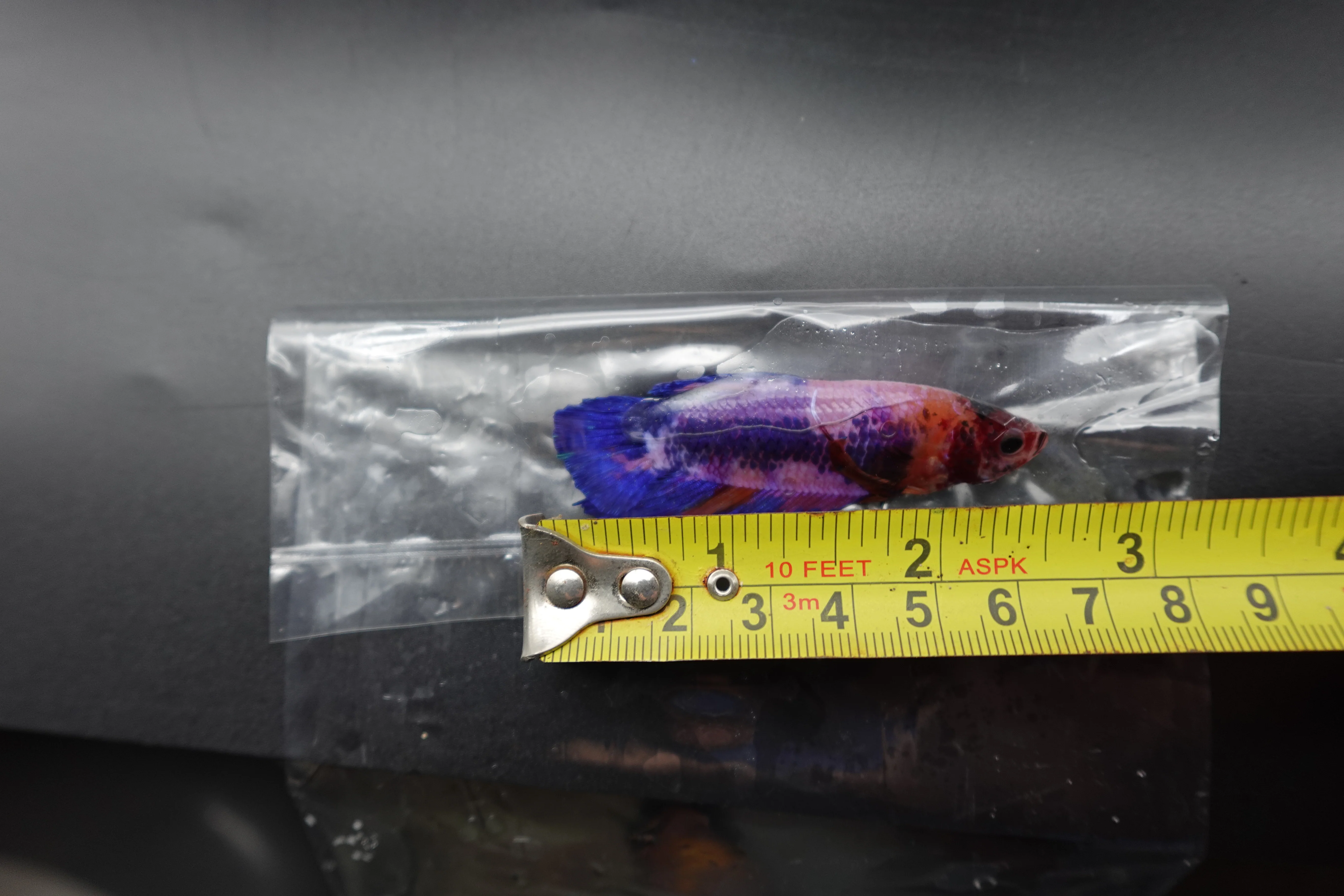 Rare Giant Multicolors Betta Fish (Male) - Image 4