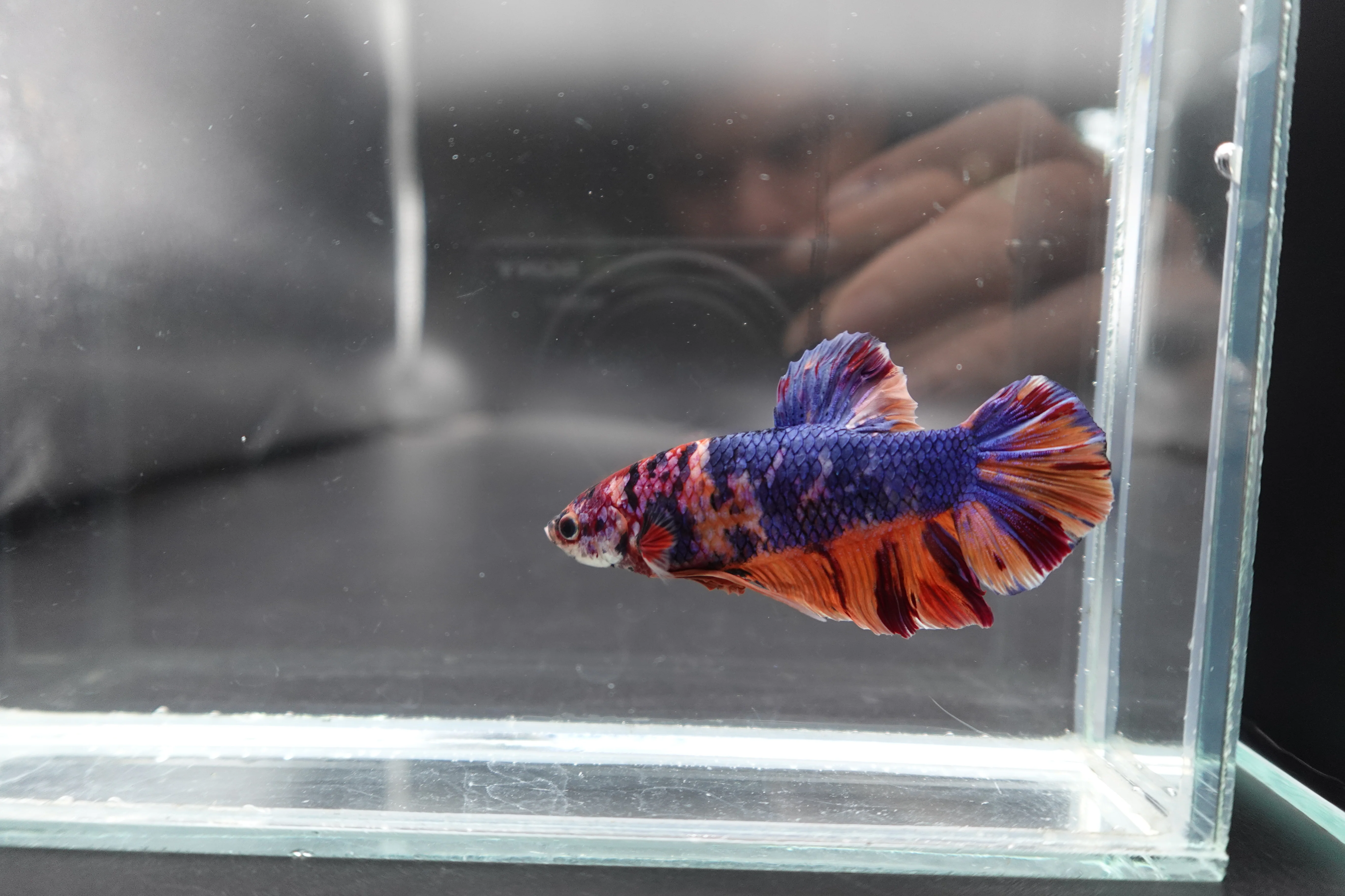 Rare Giant Multicolors Betta Fish (Male) - Image 2