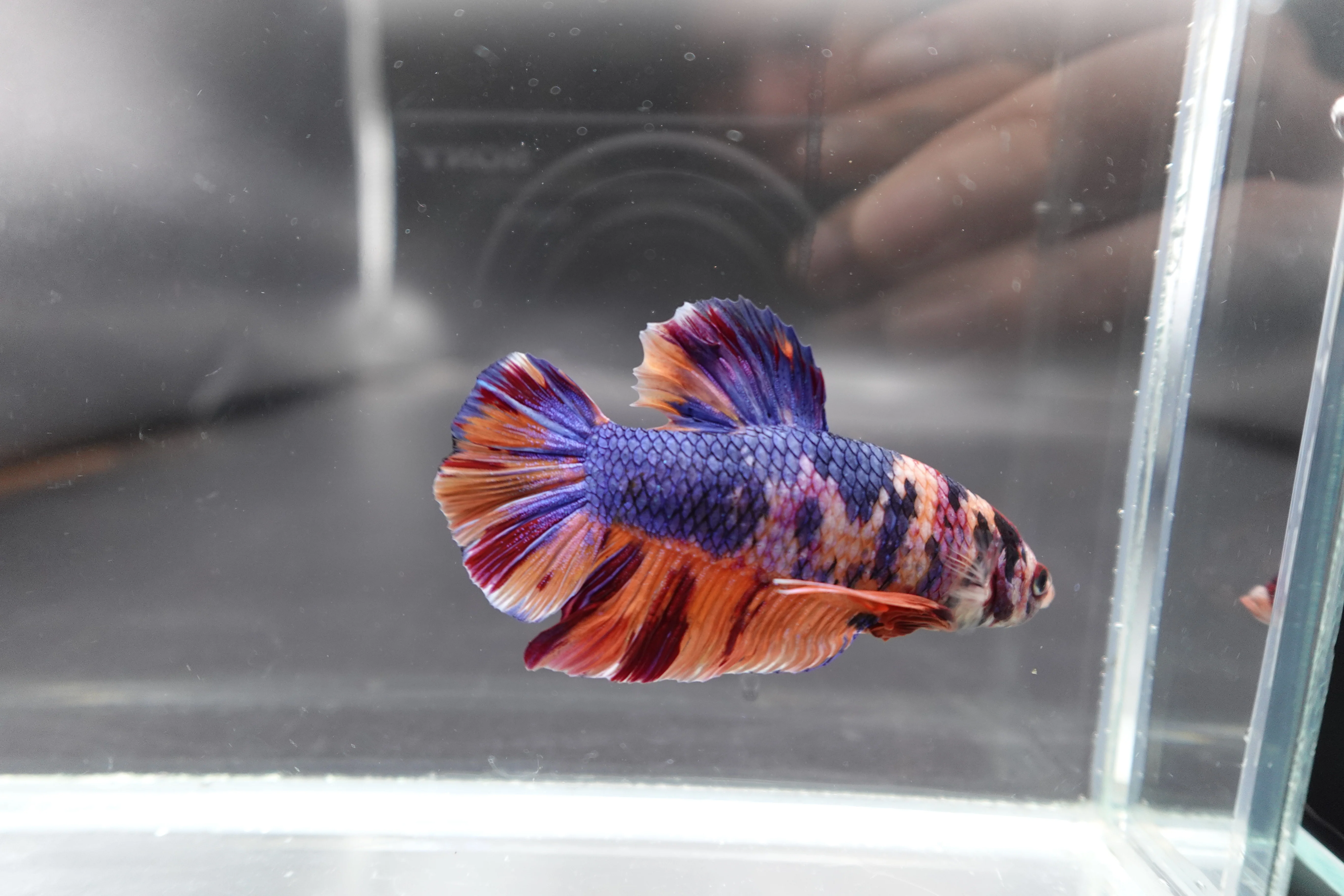 Rare Giant Multicolors Betta Fish (Male) - Image 3