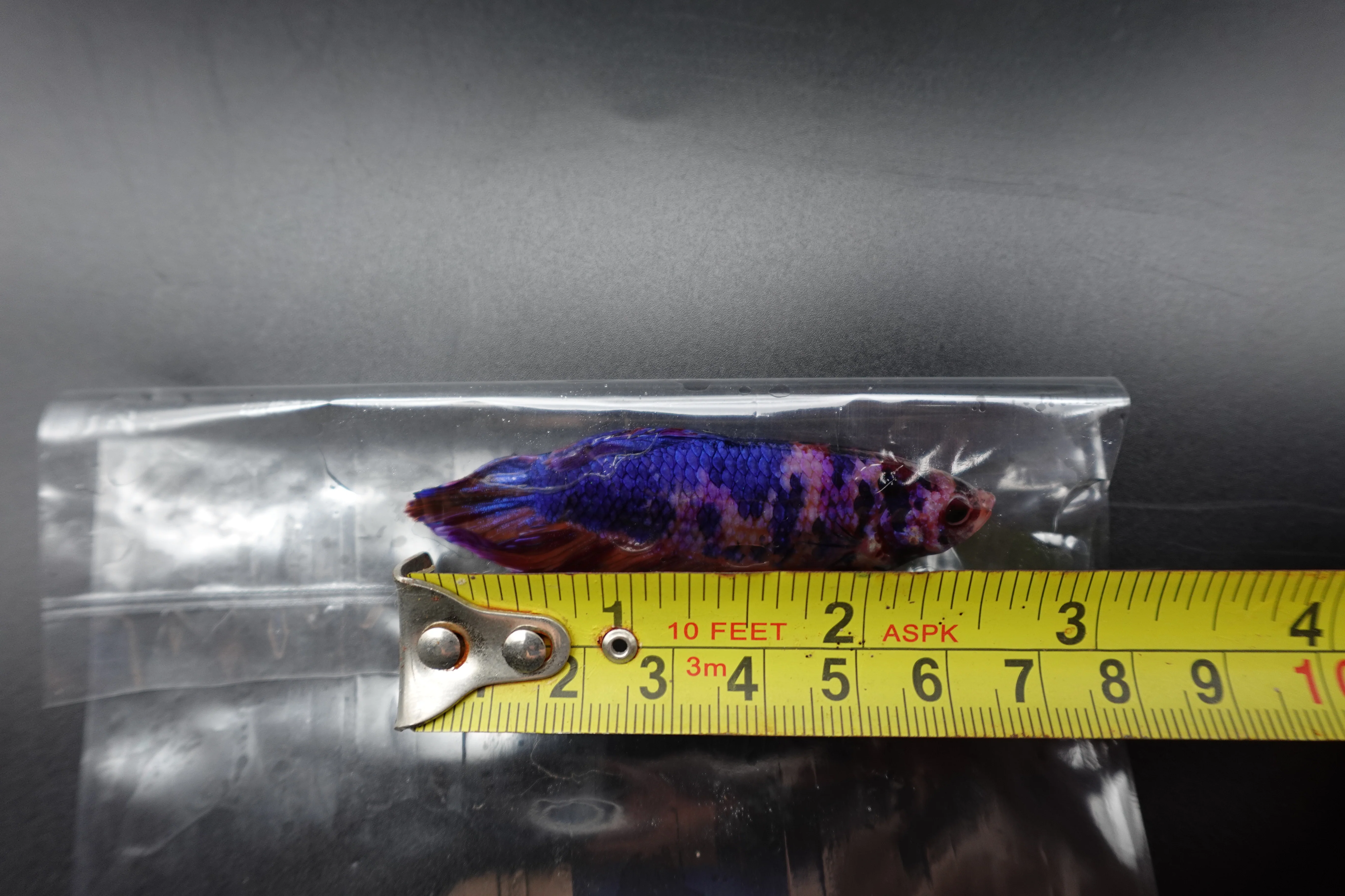 Rare Giant Multicolors Betta Fish (Male) - Image 4