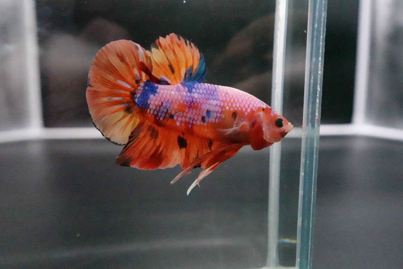 Rare Giant Multicolors Betta Fish (Male) - Image 2