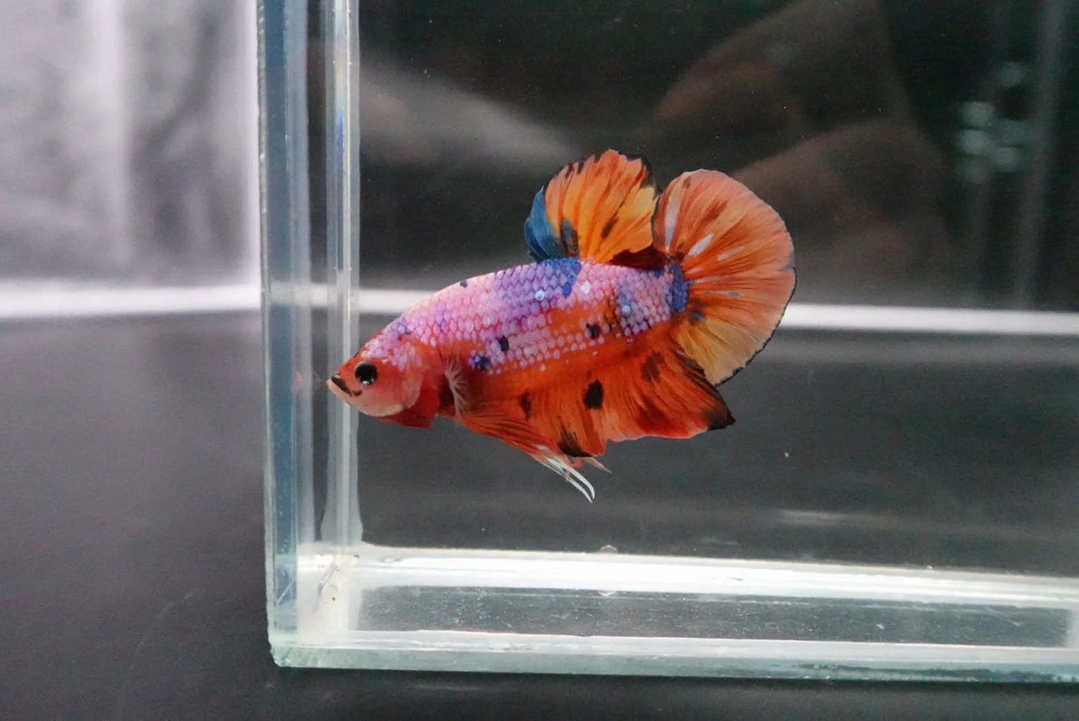 Rare Giant Multicolors Betta Fish (Male) - Image 3