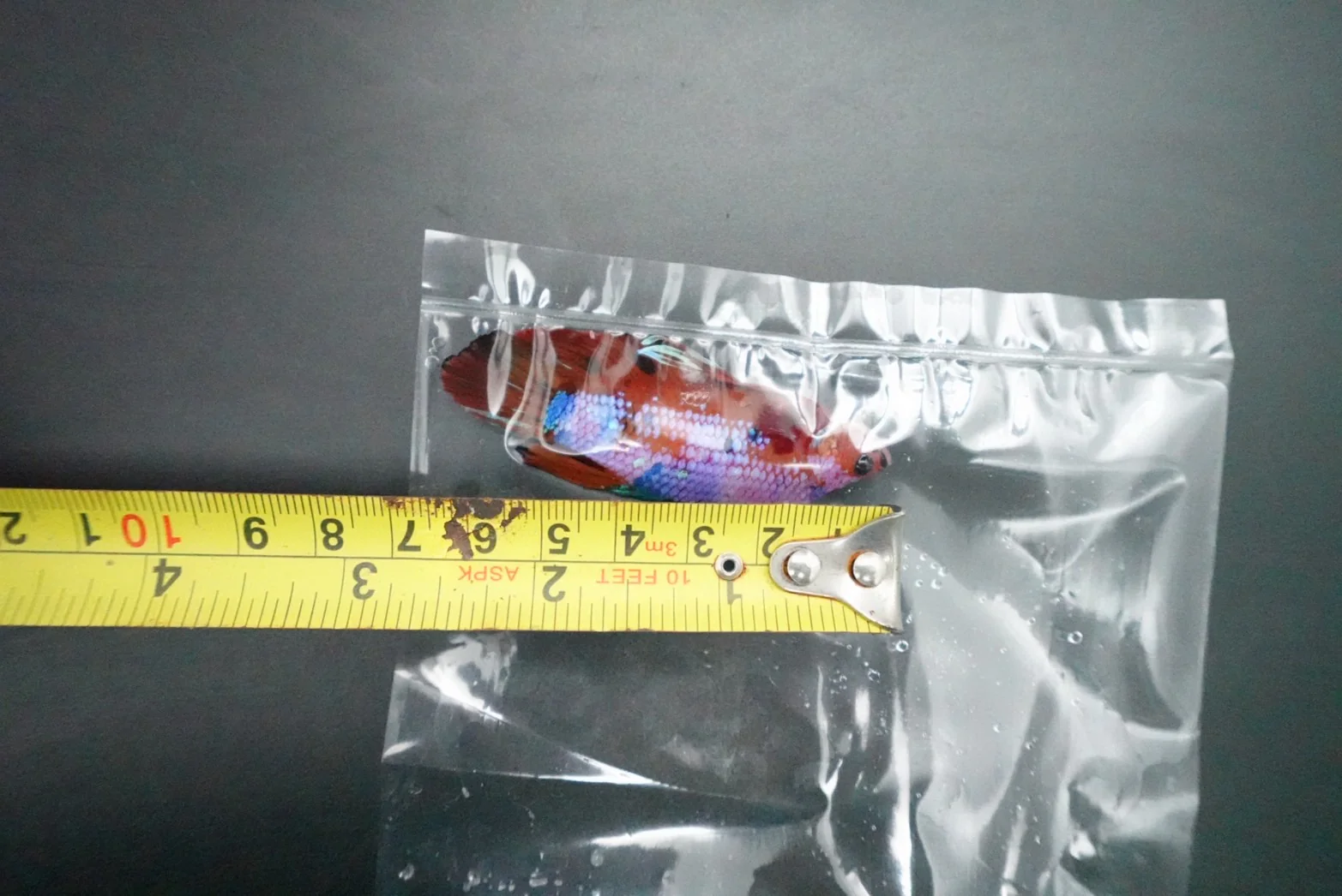 Rare Giant Multicolors Betta Fish (Male) - Image 4