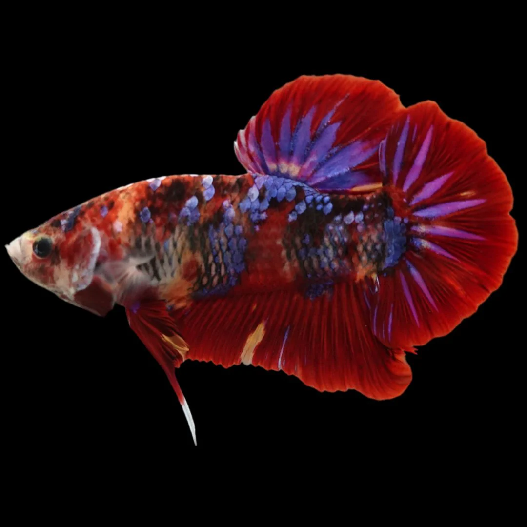 Rare Giant Multicolors Betta Fish (Male)