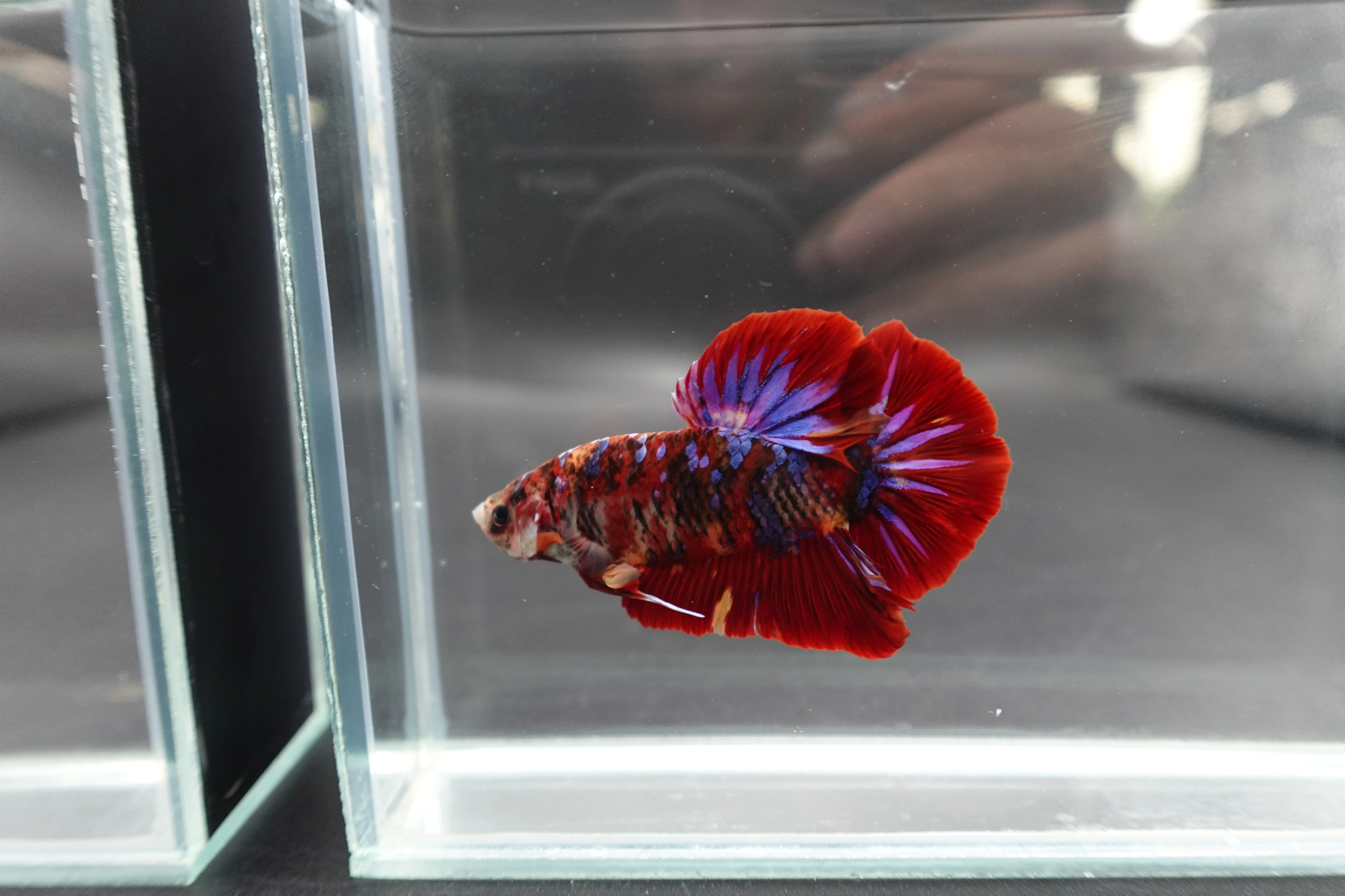 Rare Giant Multicolors Betta Fish (Male) - Image 2