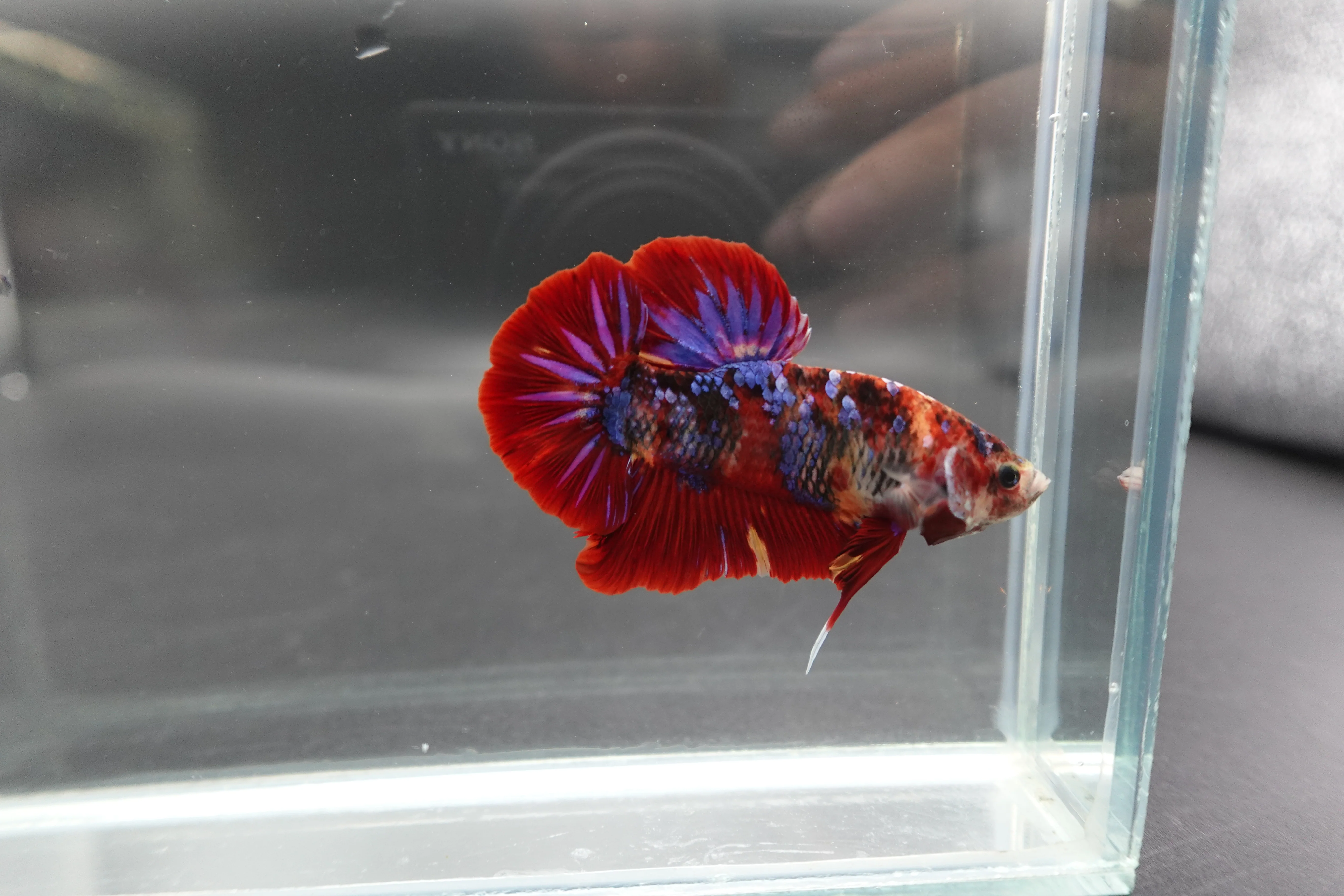 Rare Giant Multicolors Betta Fish (Male) - Image 3