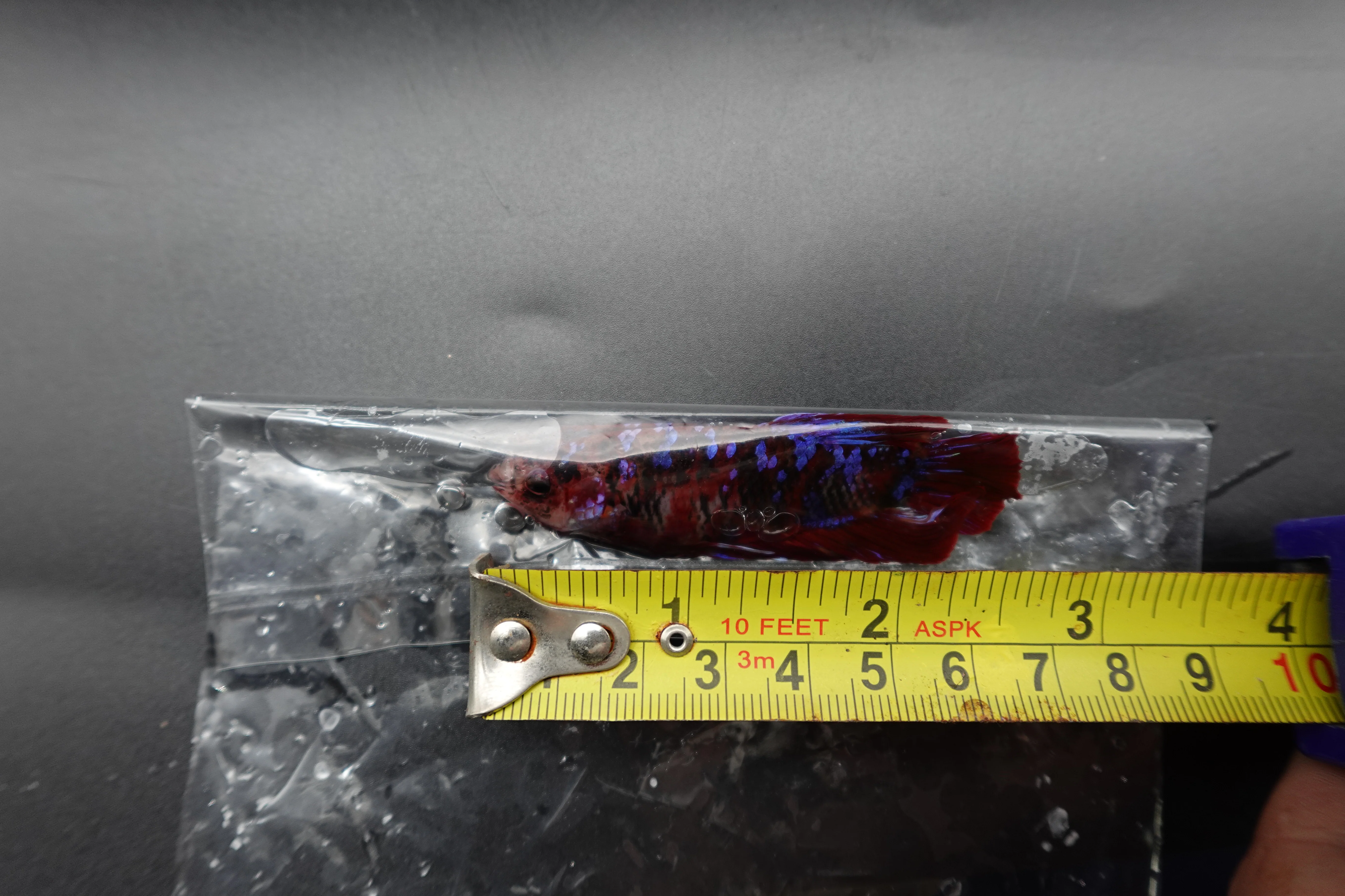 Rare Giant Multicolors Betta Fish (Male) - Image 4